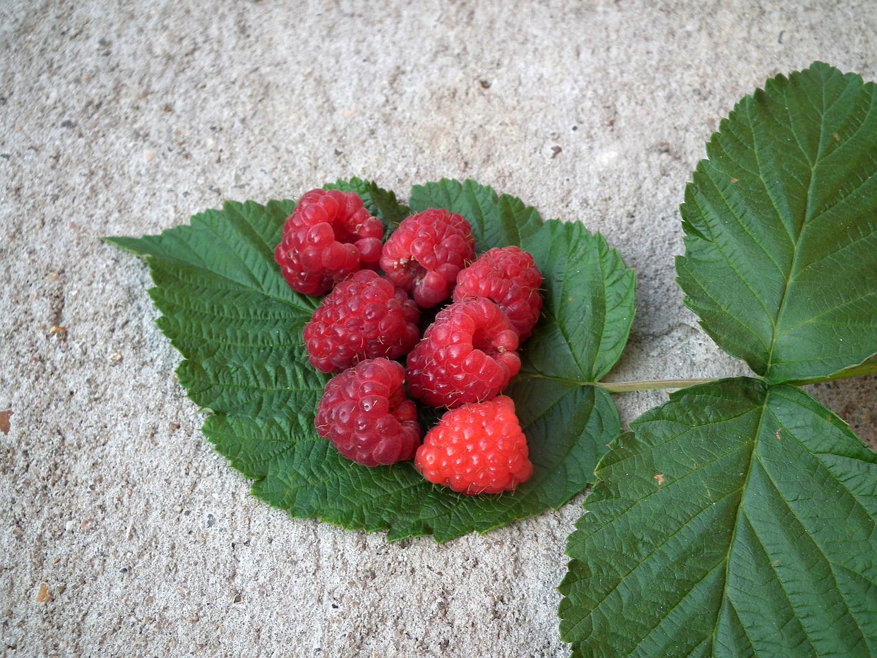 Red Raspberry Leaf botanical extract ingredient