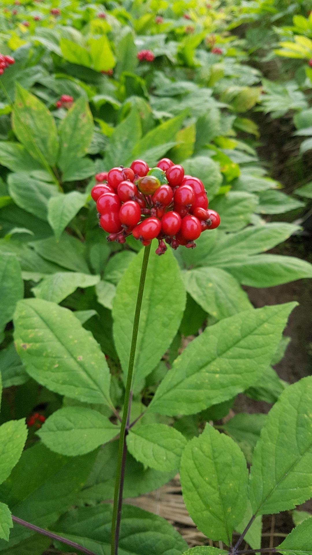 Panax Ginseng botanical extract ingredient