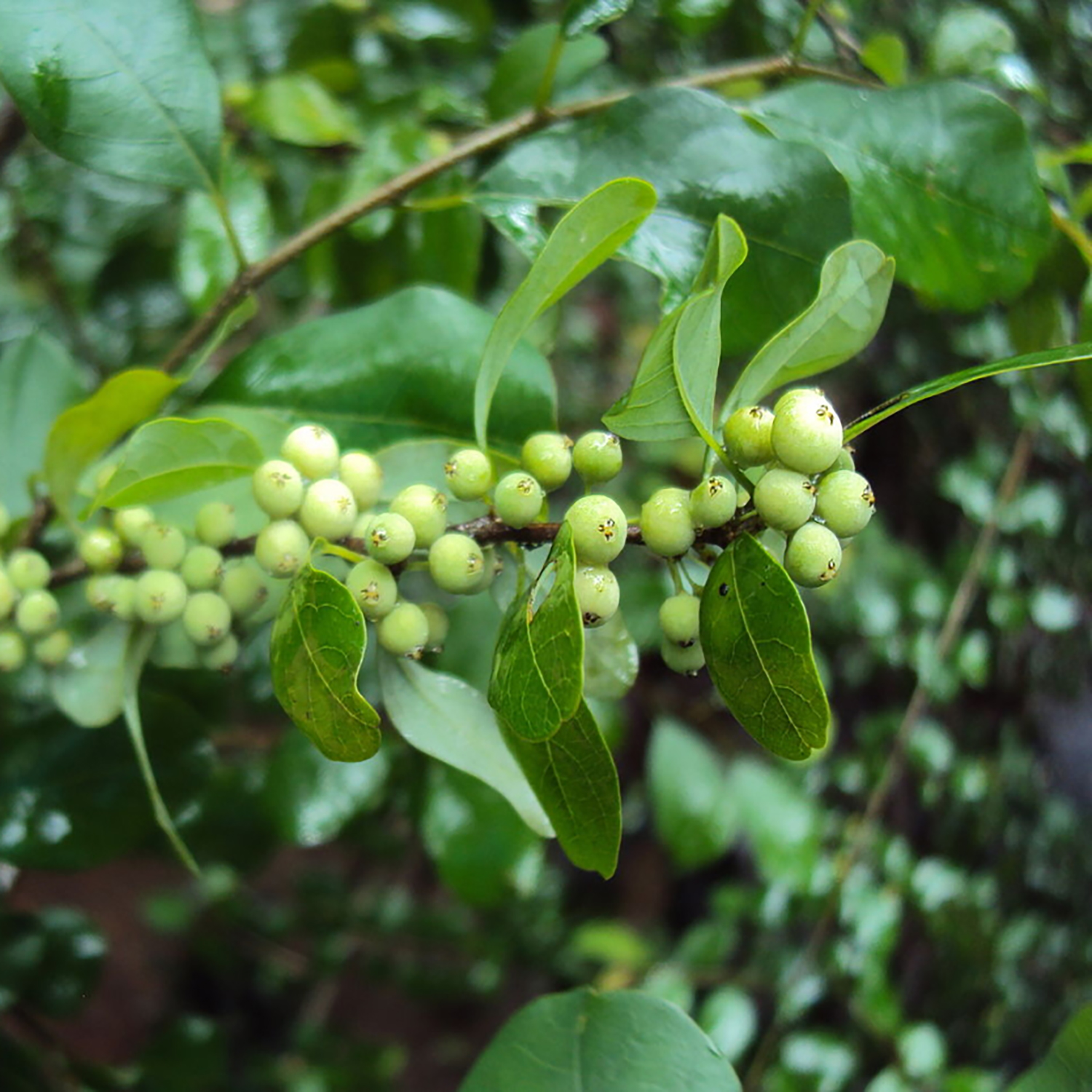 Guggul botanical extract ingredient