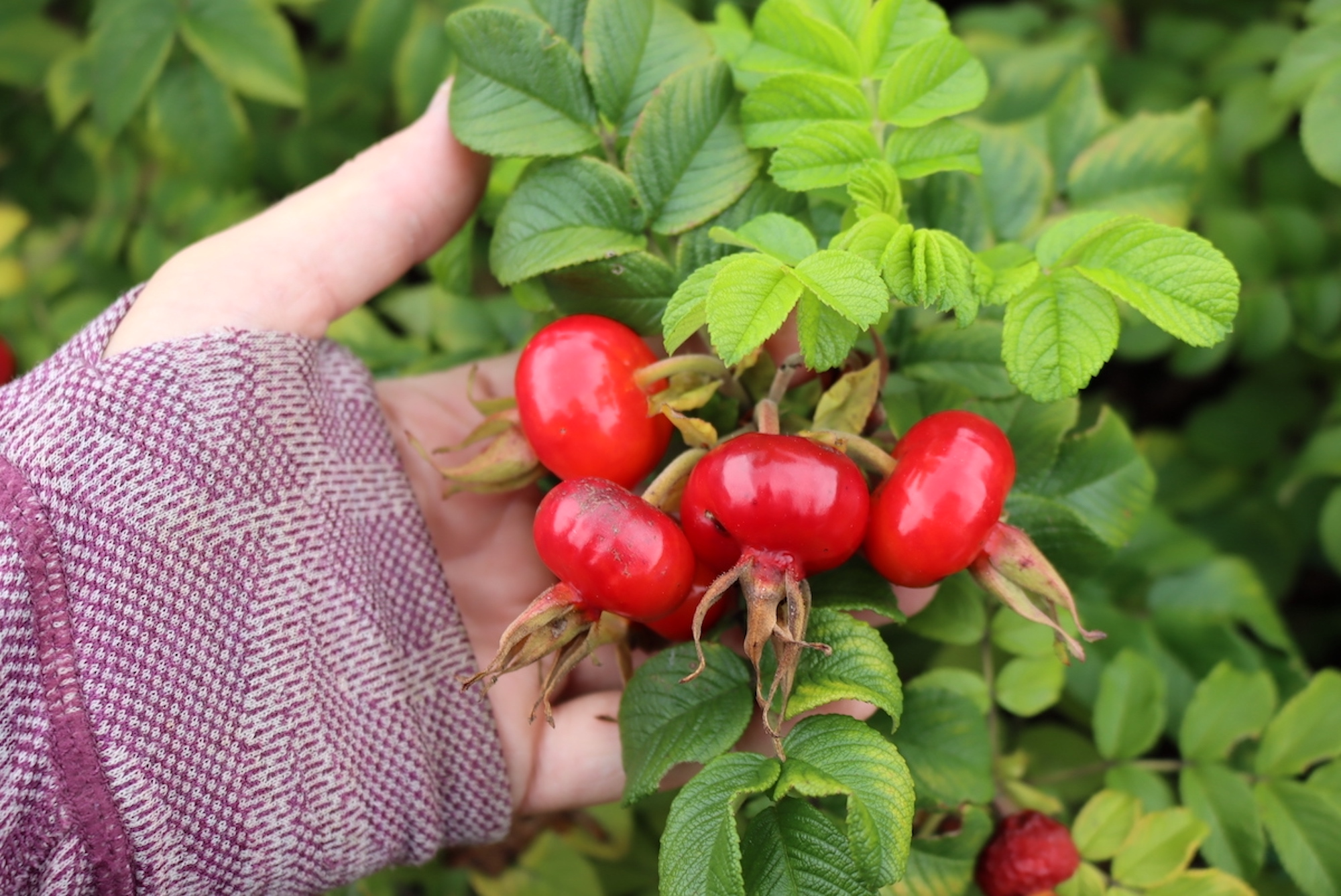 Rose Hips botanical extract ingredient