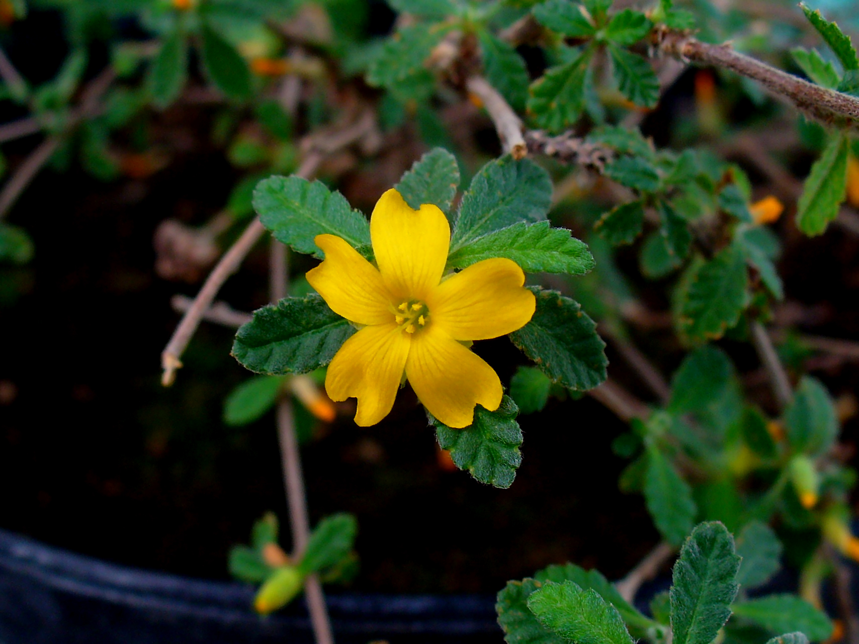 Damiana botanical extract ingredient