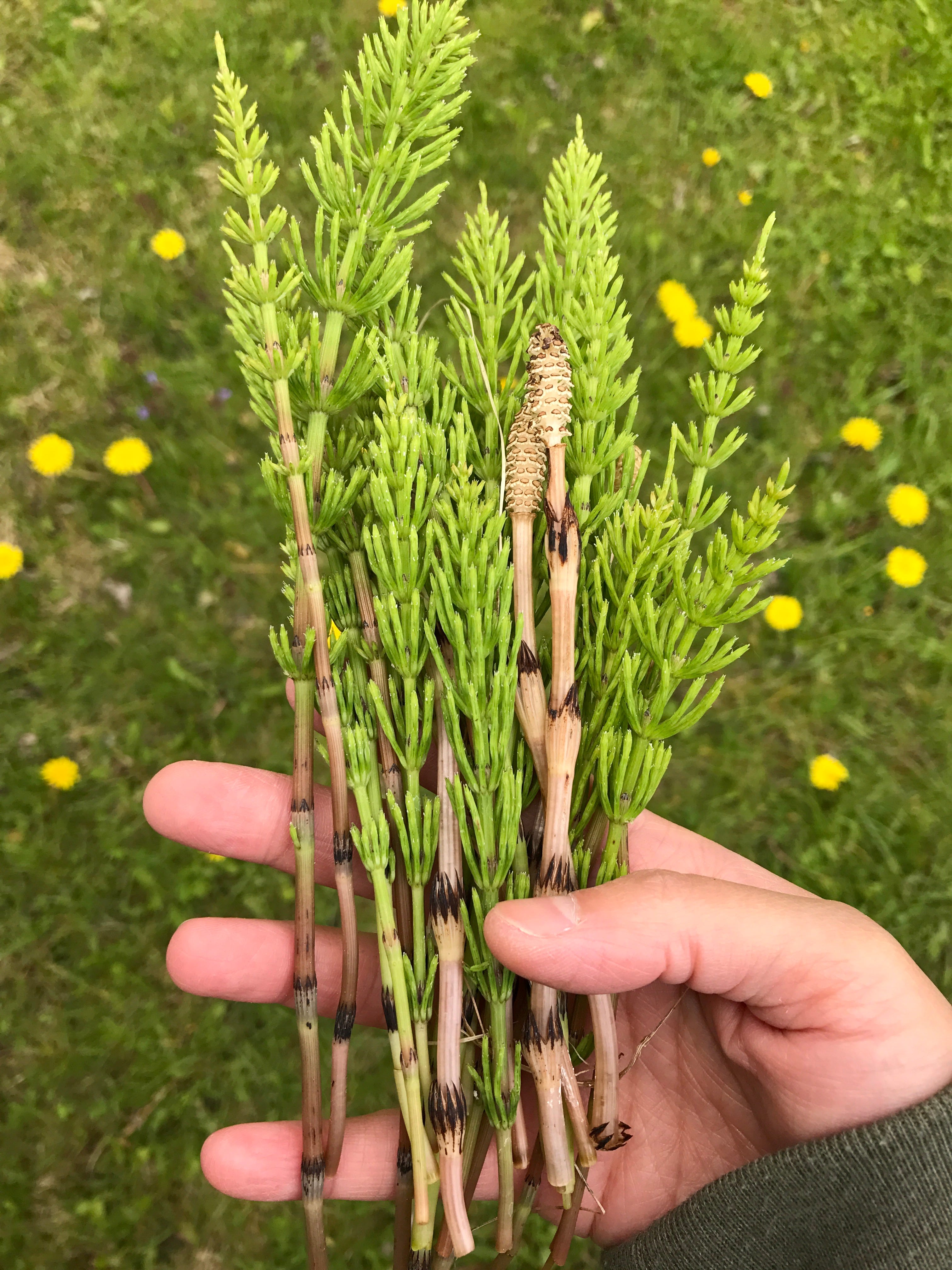 Horsetail botanical extract ingredient