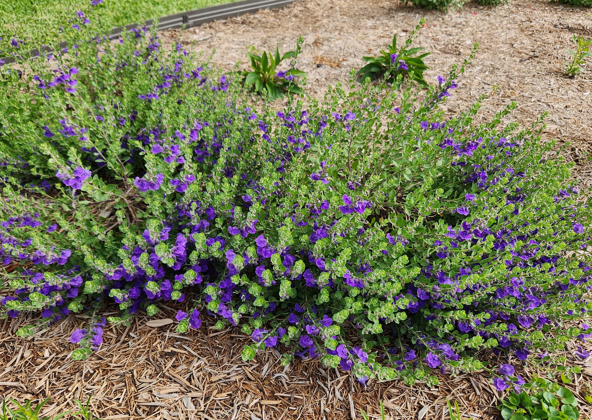 Skullcap botanical extract ingredient