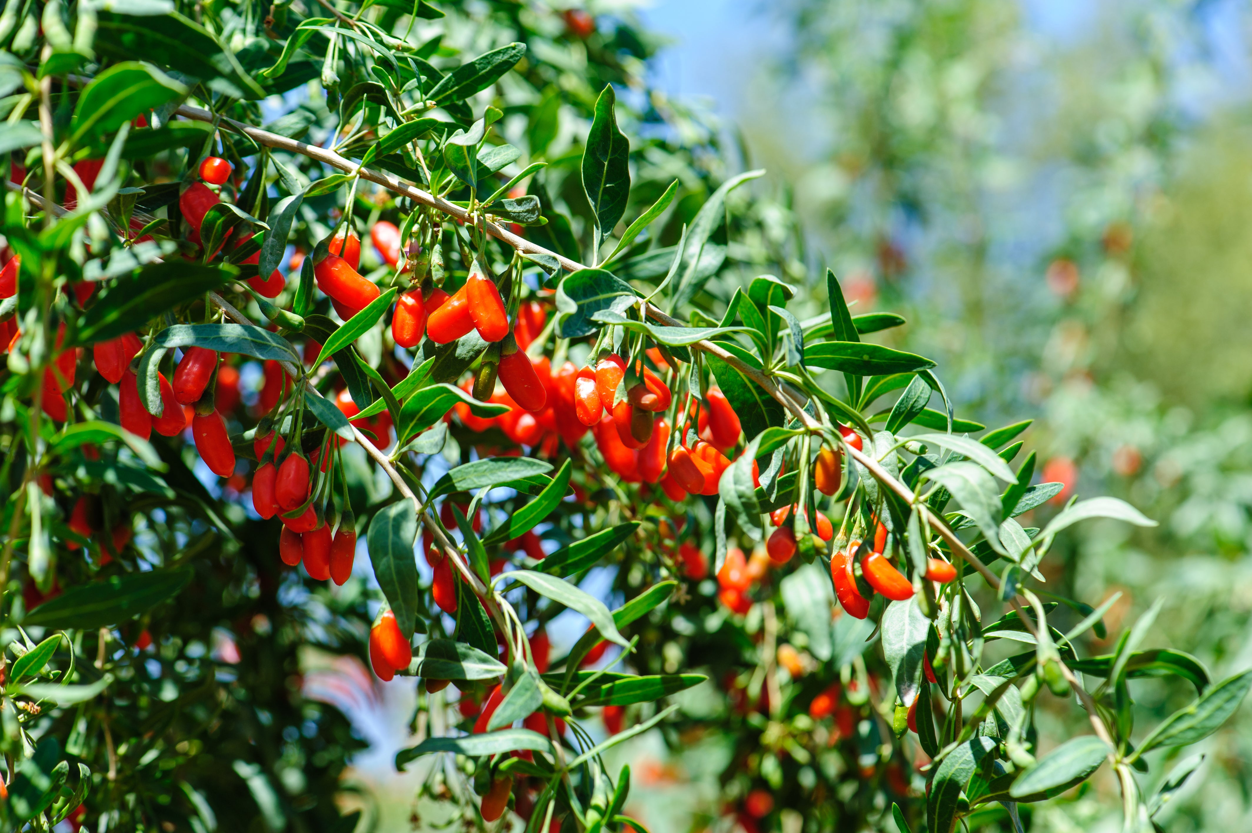 Goji (Wolfberry) botanical extract ingredient