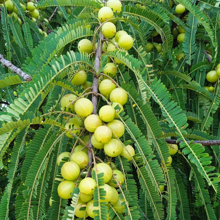 Amla (Indian Gooseberry) botanical extract ingredient