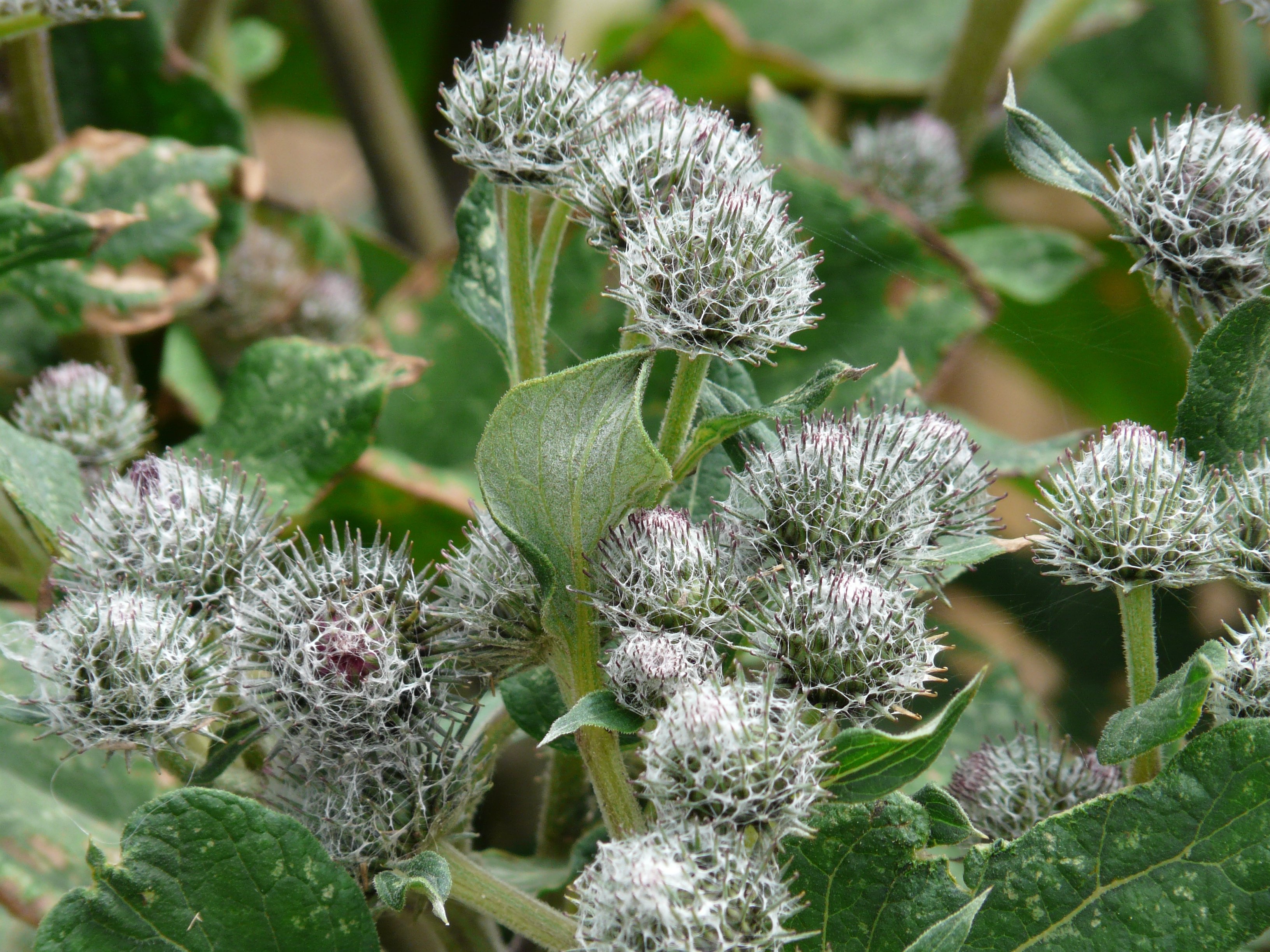 Burdock botanical extract ingredient