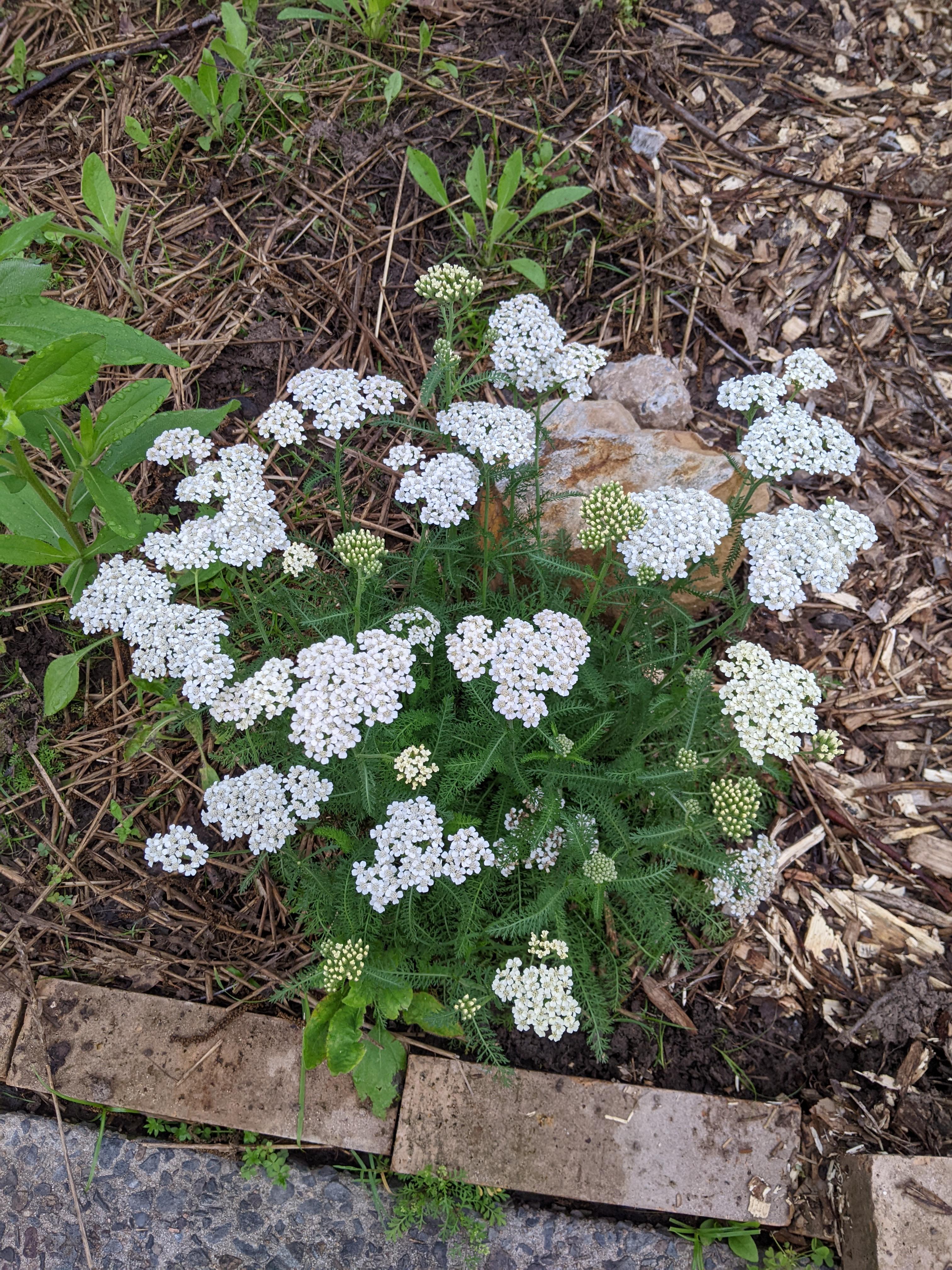 Yarrow botanical extract ingredient