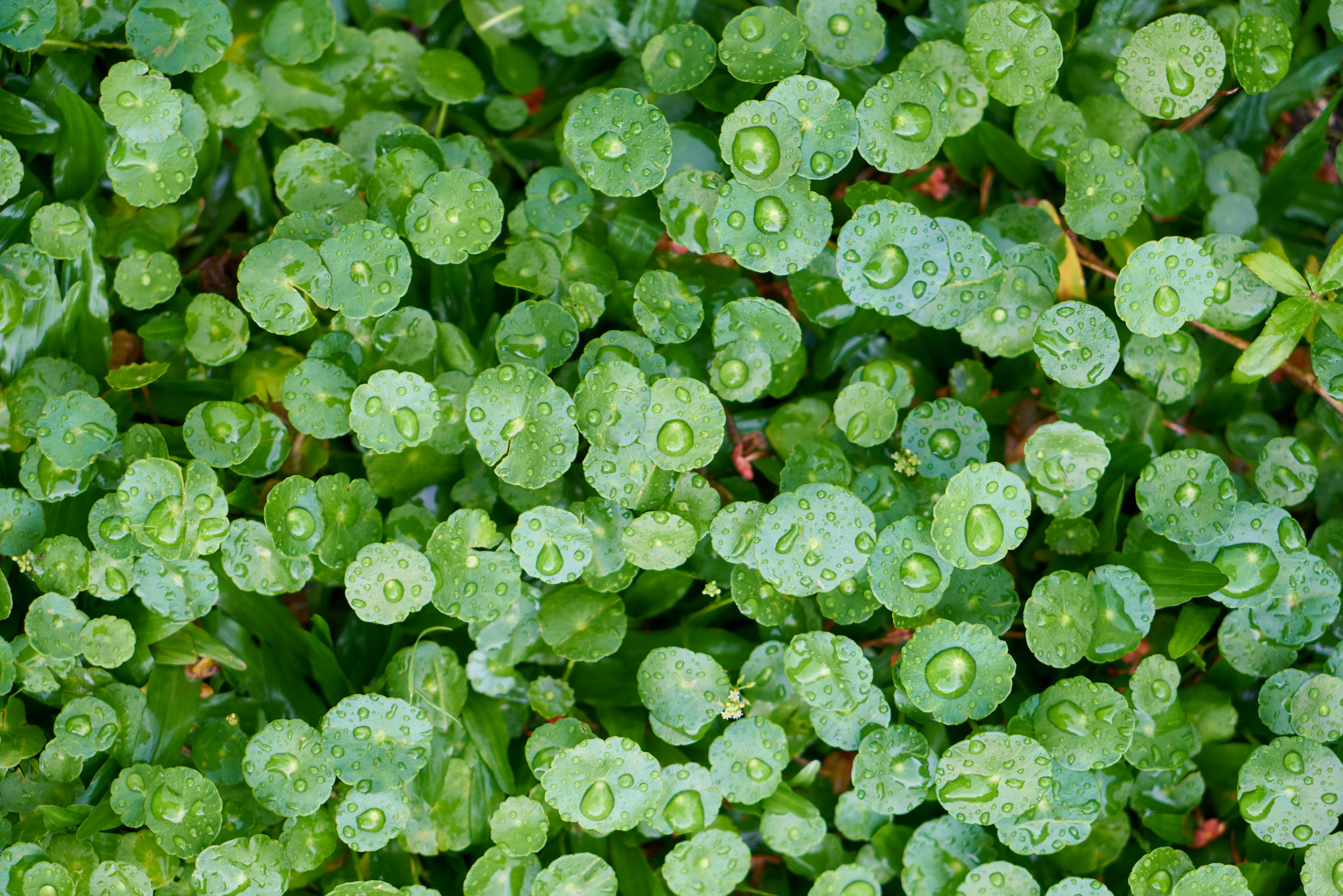 Gotu Kola botanical extract ingredient