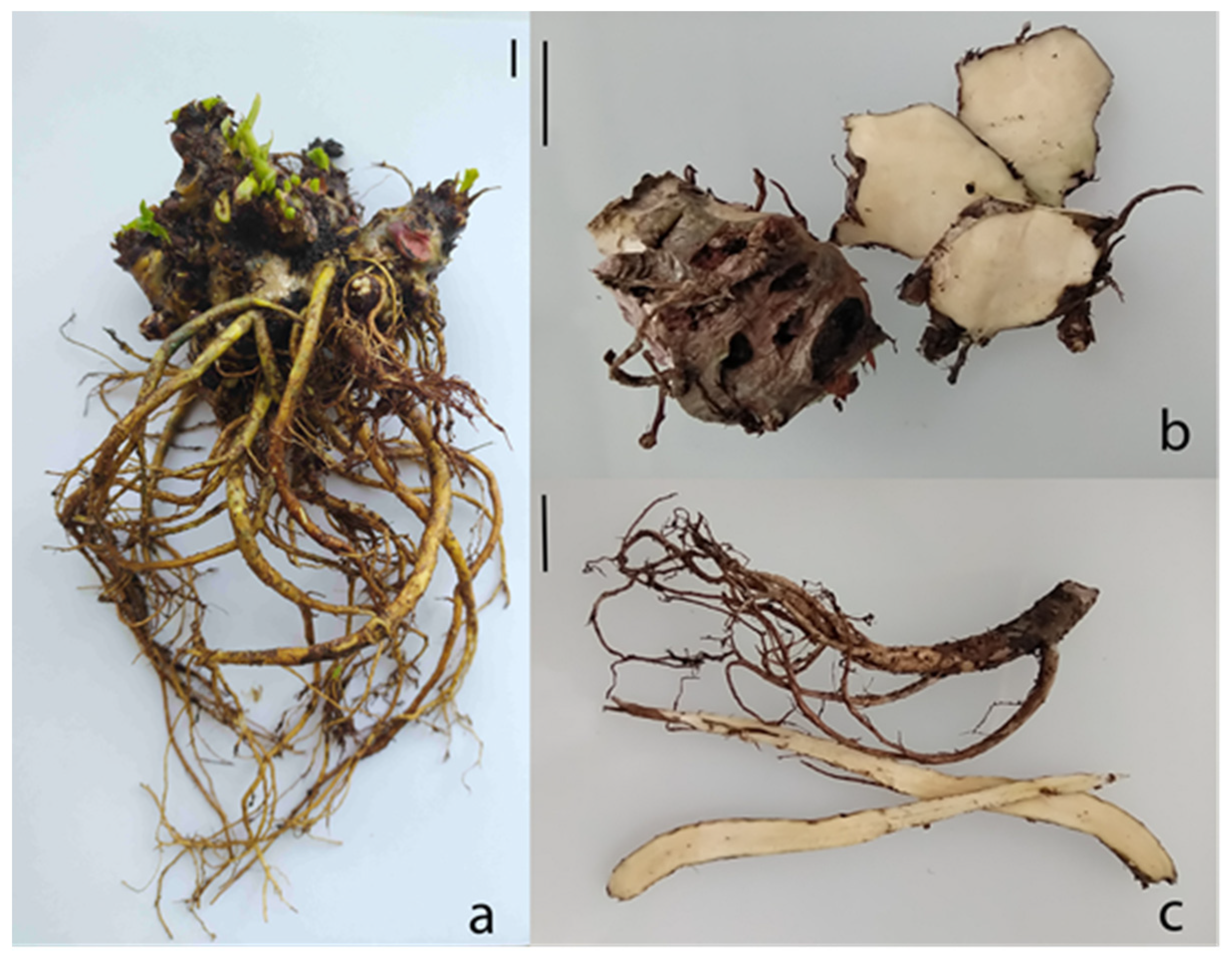 Rhodiola botanical extract ingredient