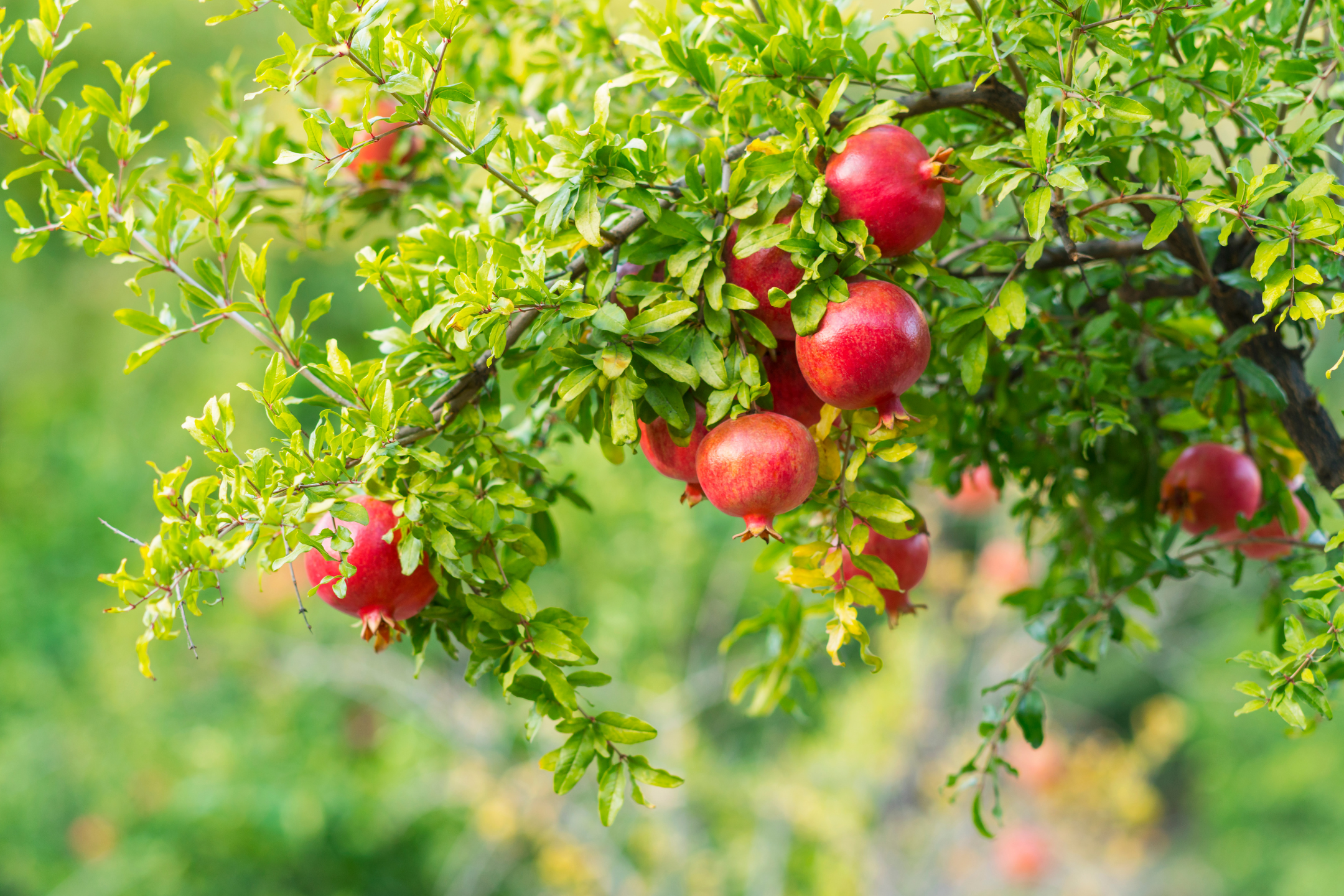 Pomegranate botanical extract ingredient