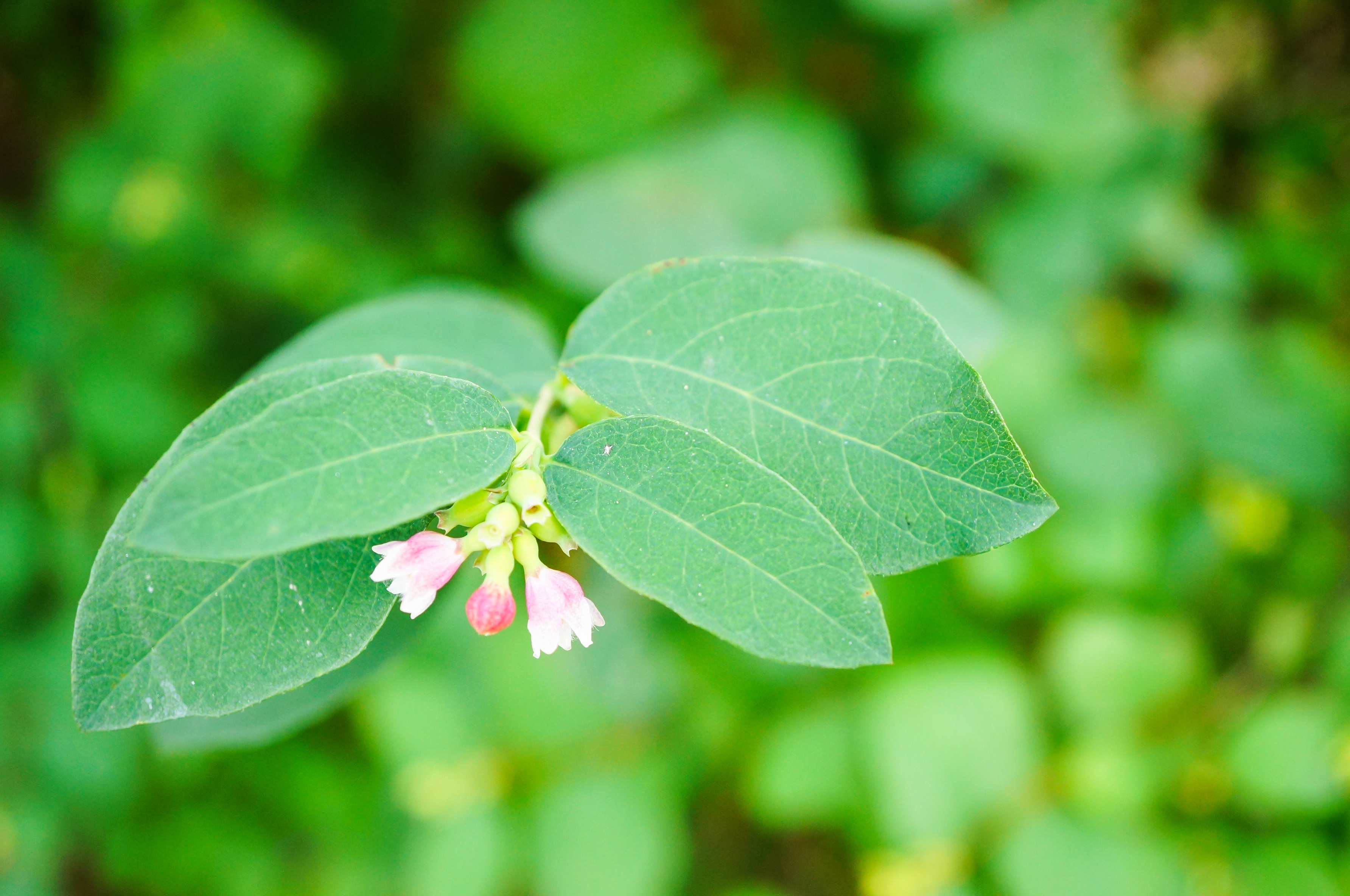 Gymnema botanical extract ingredient
