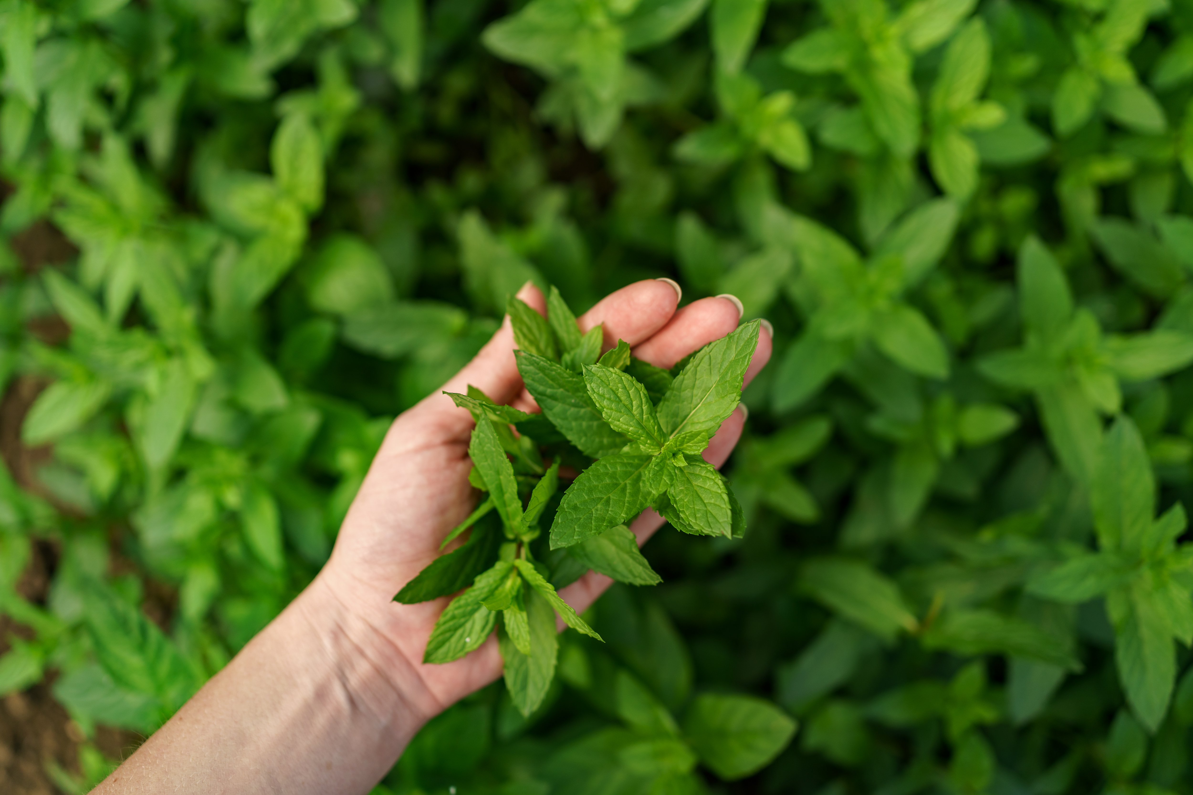 Andrographis botanical extract ingredient