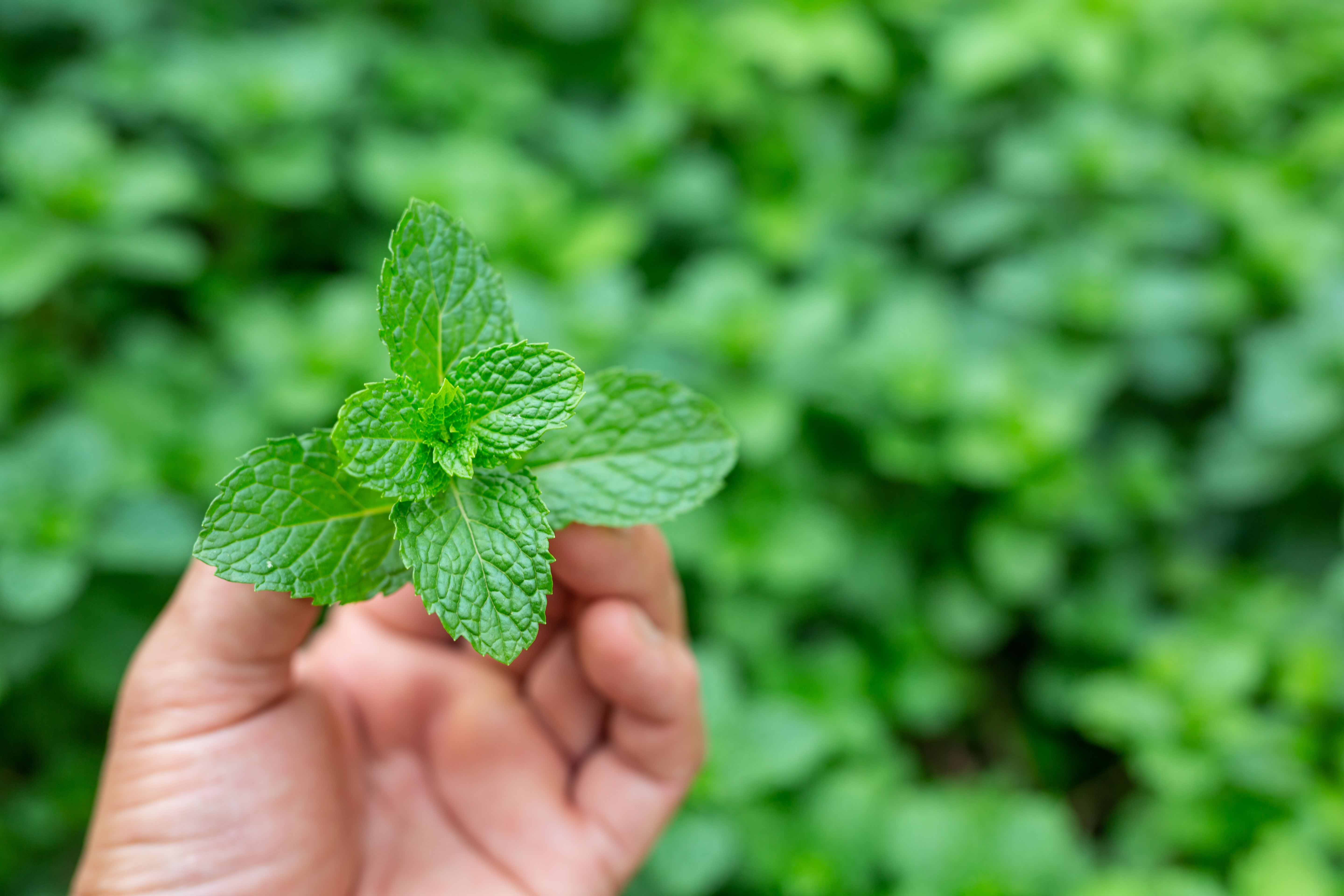 Peppermint botanical extract ingredient
