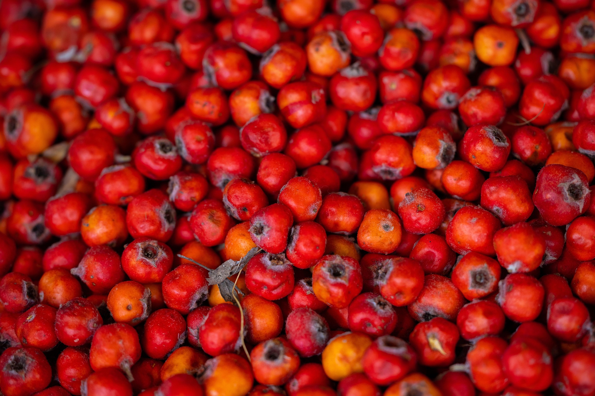 Hawthorn botanical extract ingredient