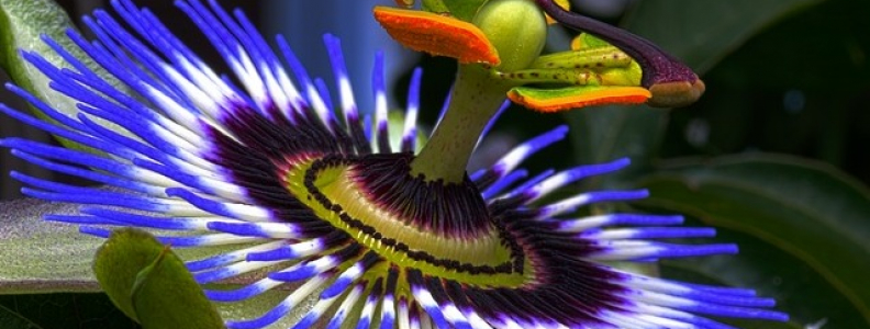 Passion flower botanical extract ingredient