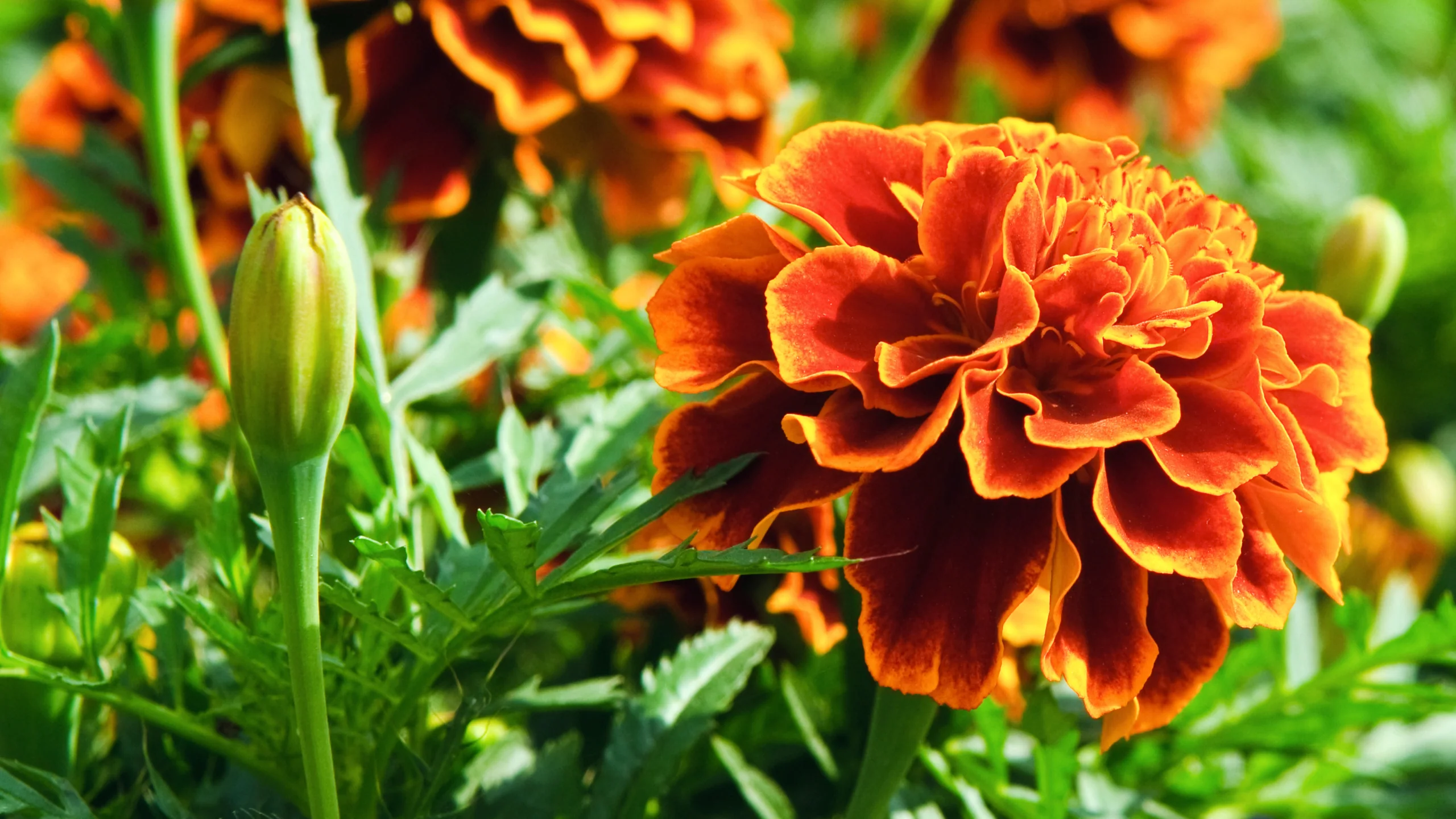 Zeaxanthin 10% botanical extract ingredient