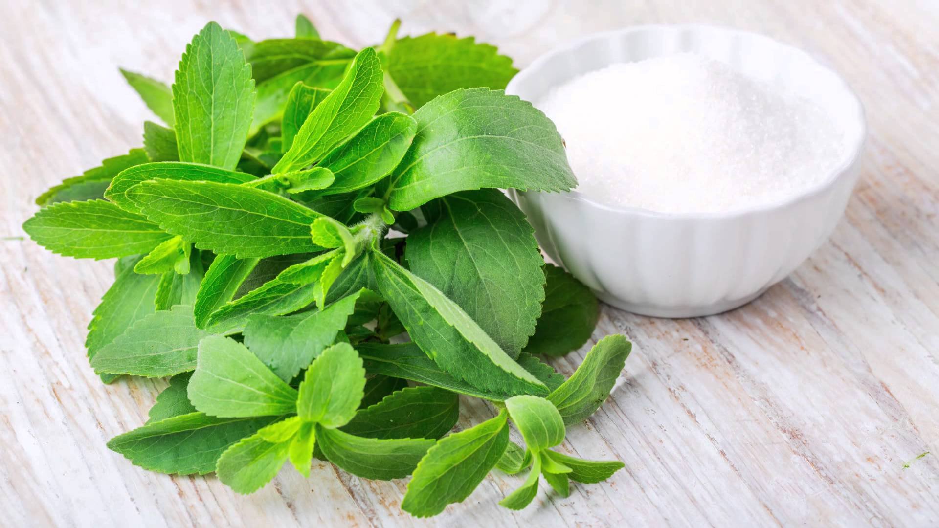 Stevia 95% botanical extract ingredient