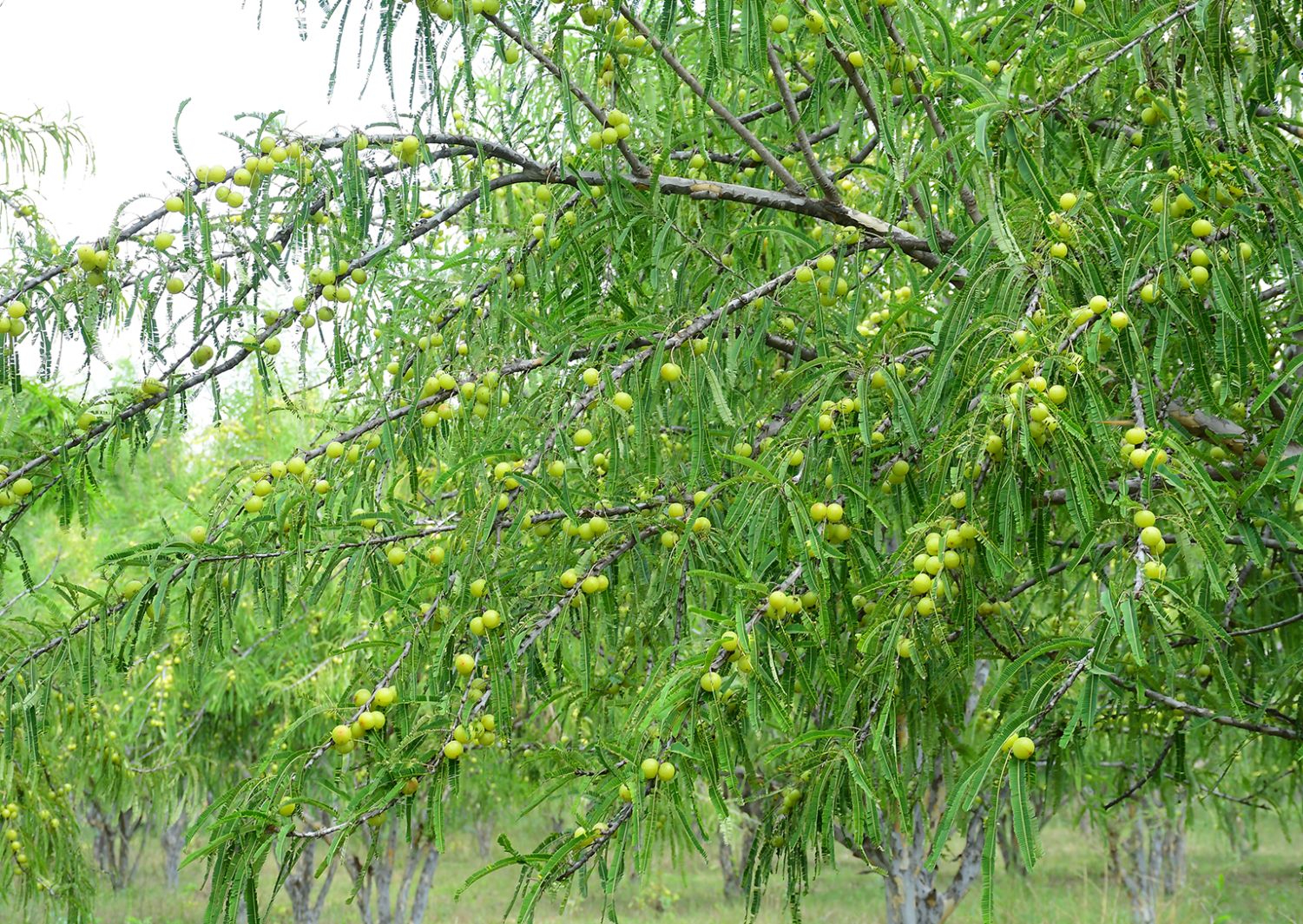 Amala vit-c 50% botanical extract ingredient