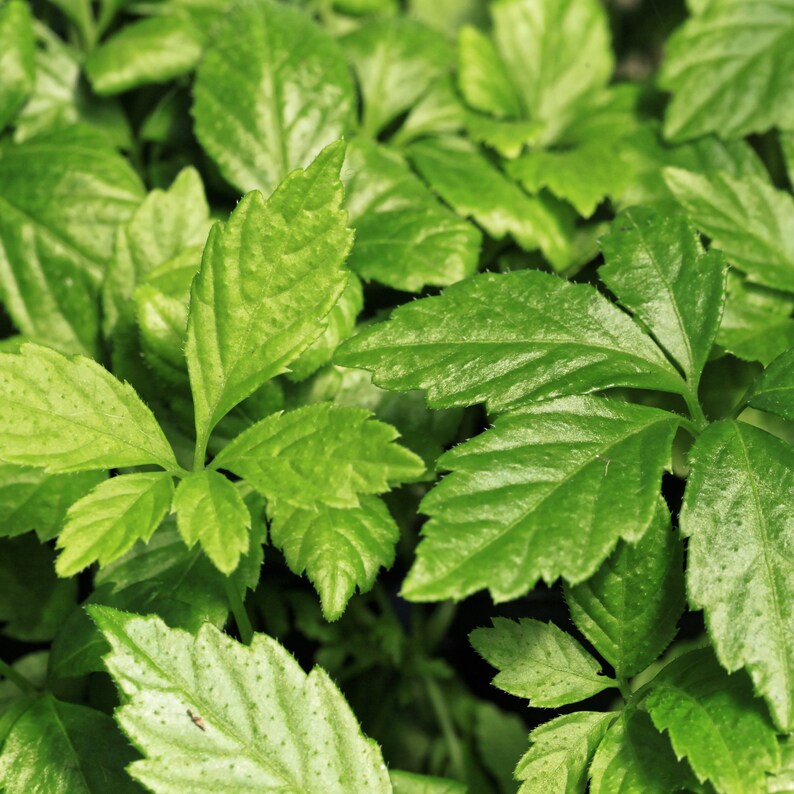 Jiaogulan botanical extract ingredient