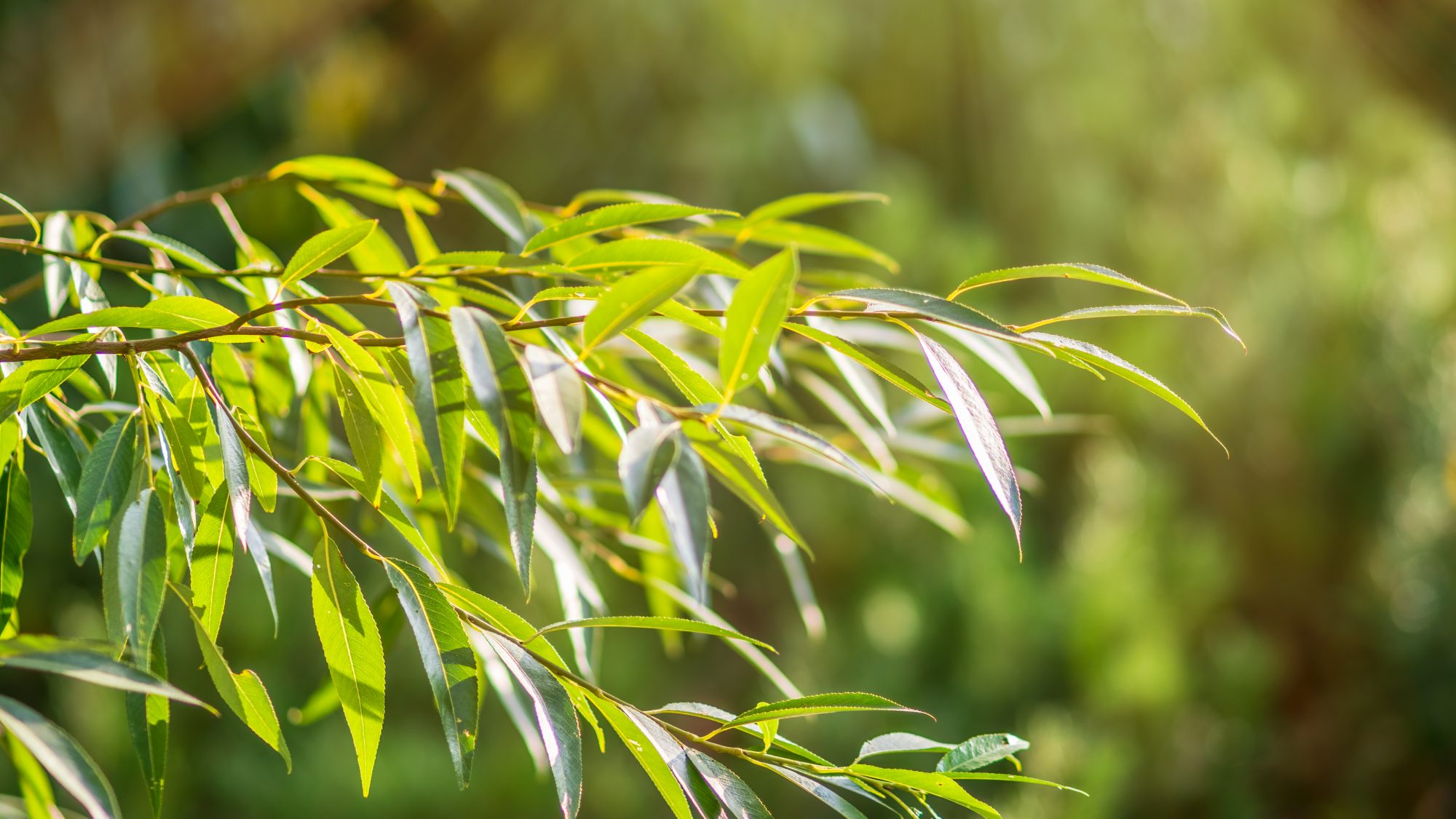 White Willow botanical extract ingredient