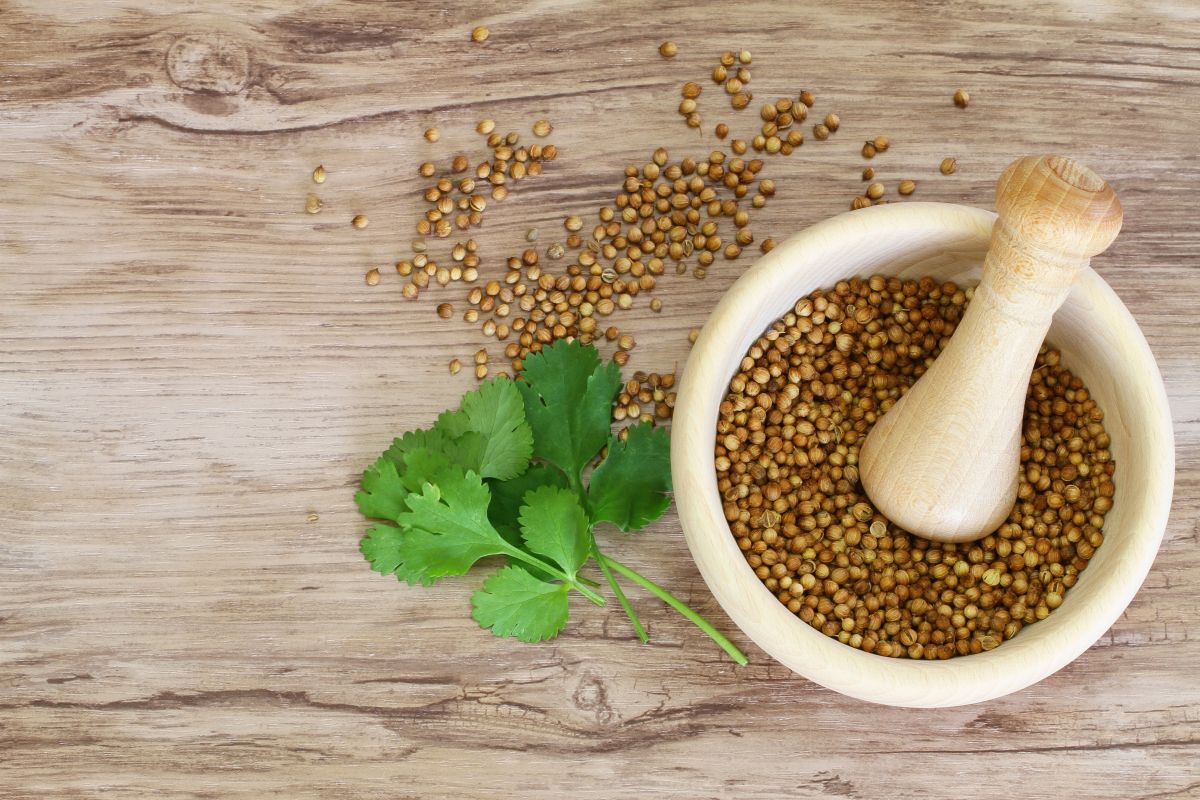 Coriander botanical extract ingredient