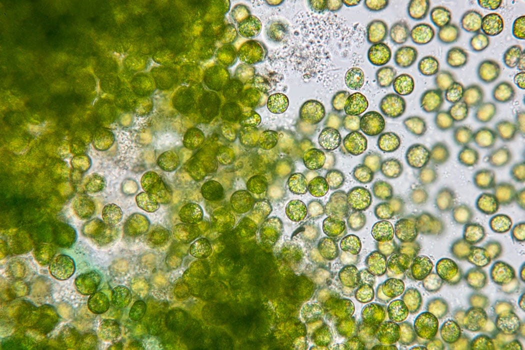 Chlorella botanical extract ingredient