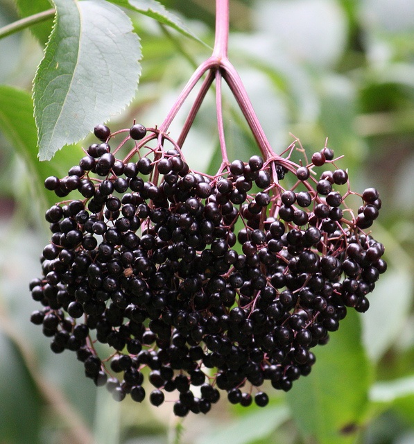 Elderberry botanical extract ingredient