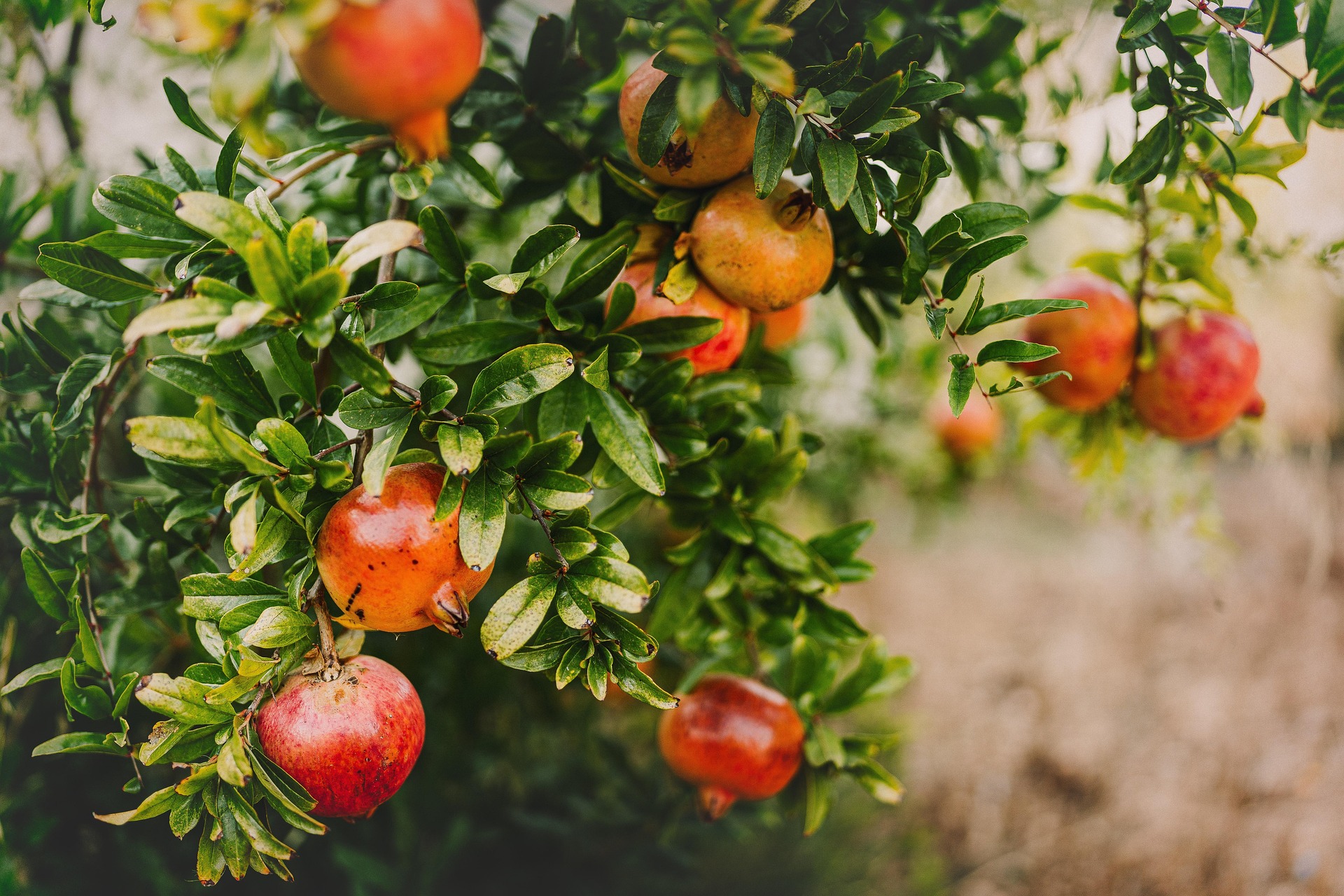 Pomegranate botanical extract ingredient