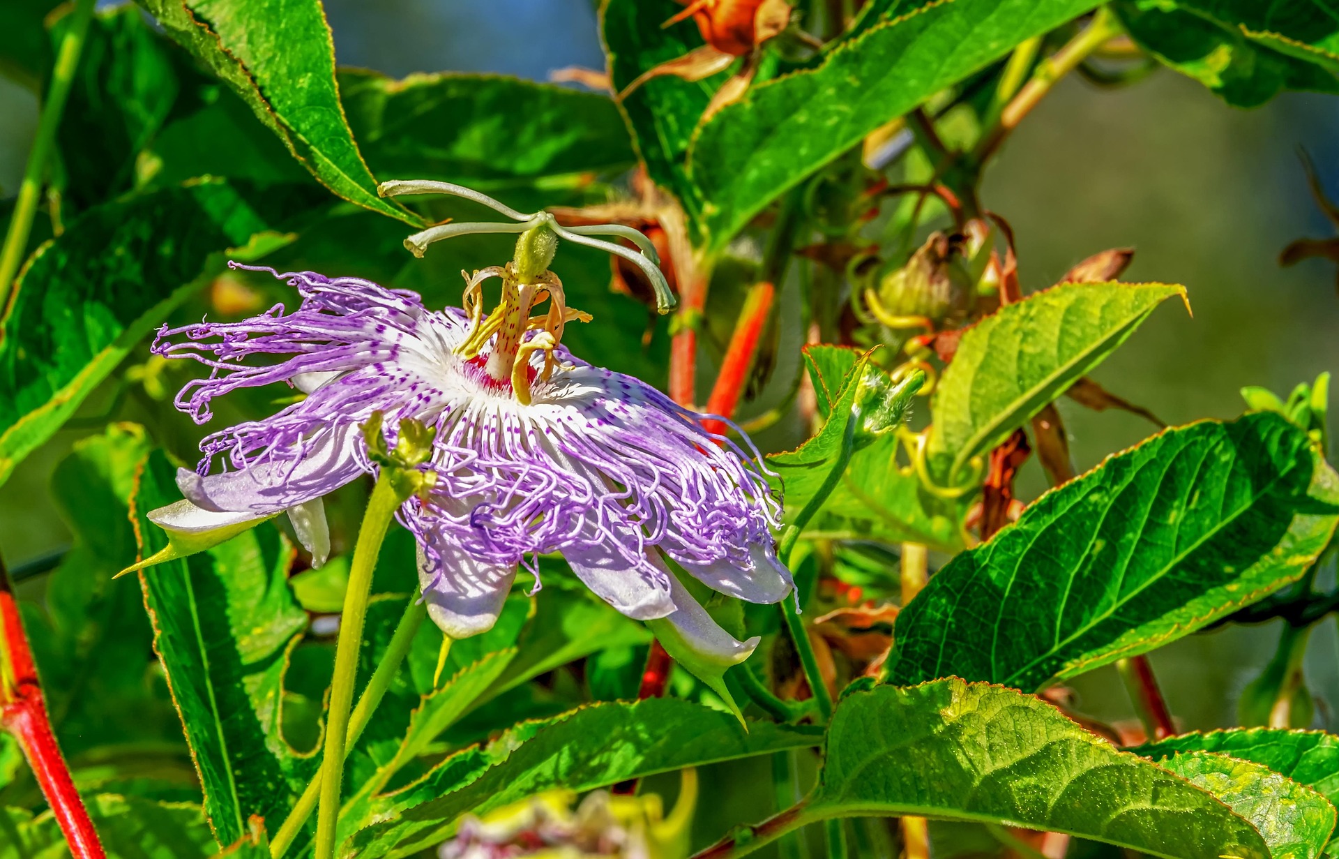 Passion Fruit botanical extract ingredient