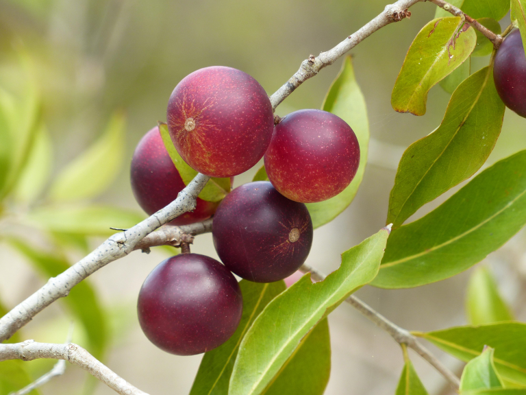 Camu Camu botanical extract ingredient
