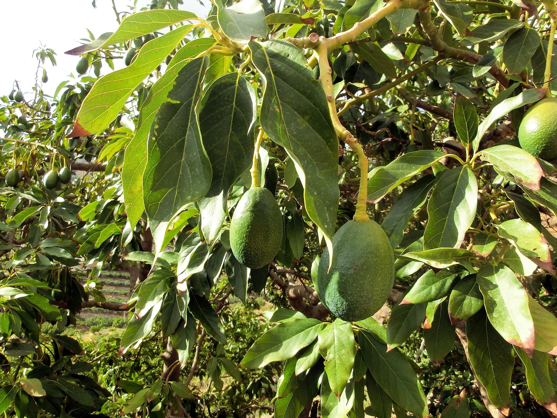 Avocado botanical extract ingredient
