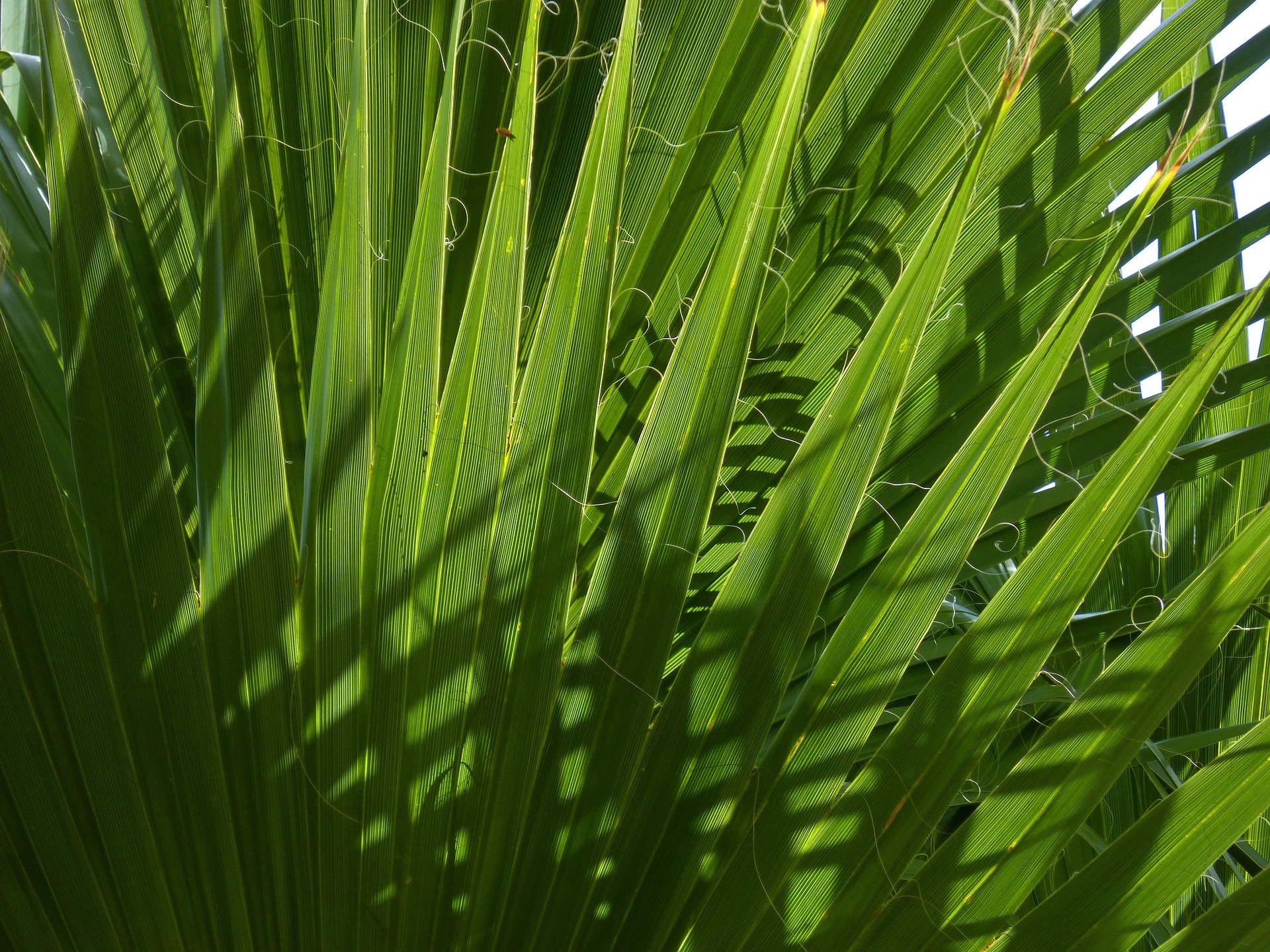 Saw Palmetto botanical extract ingredient