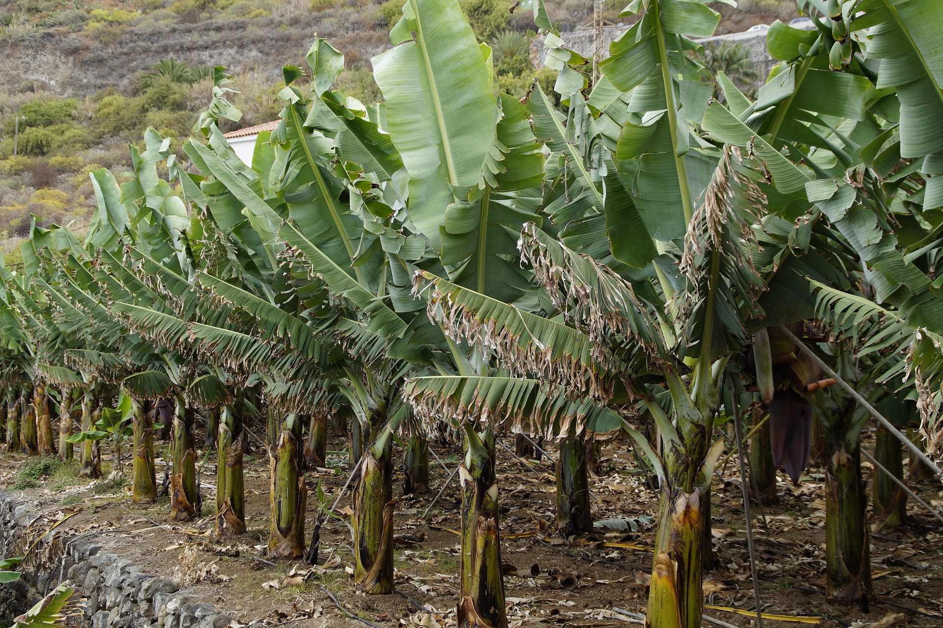 Banana botanical extract ingredient