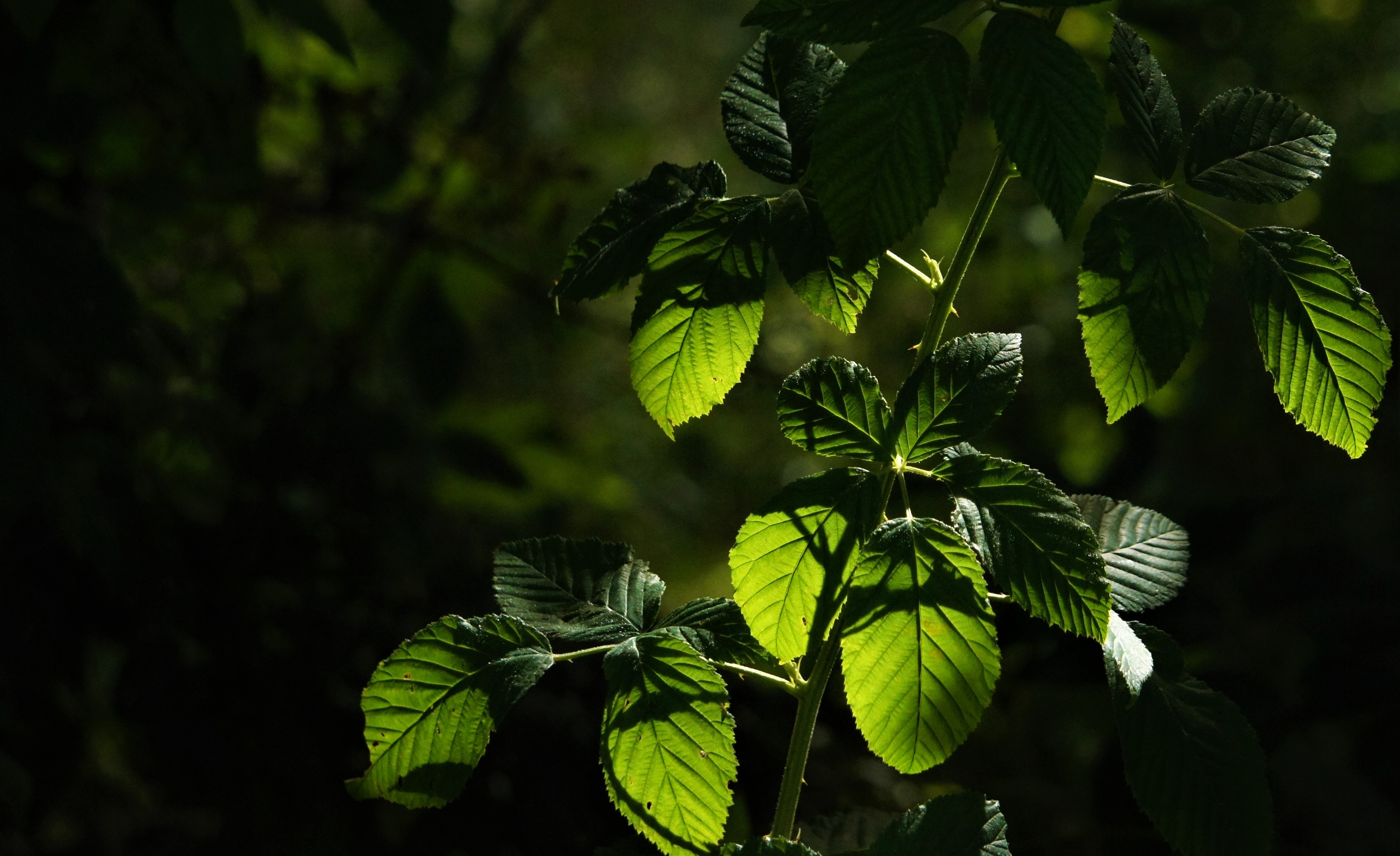 Blackberry botanical extract ingredient