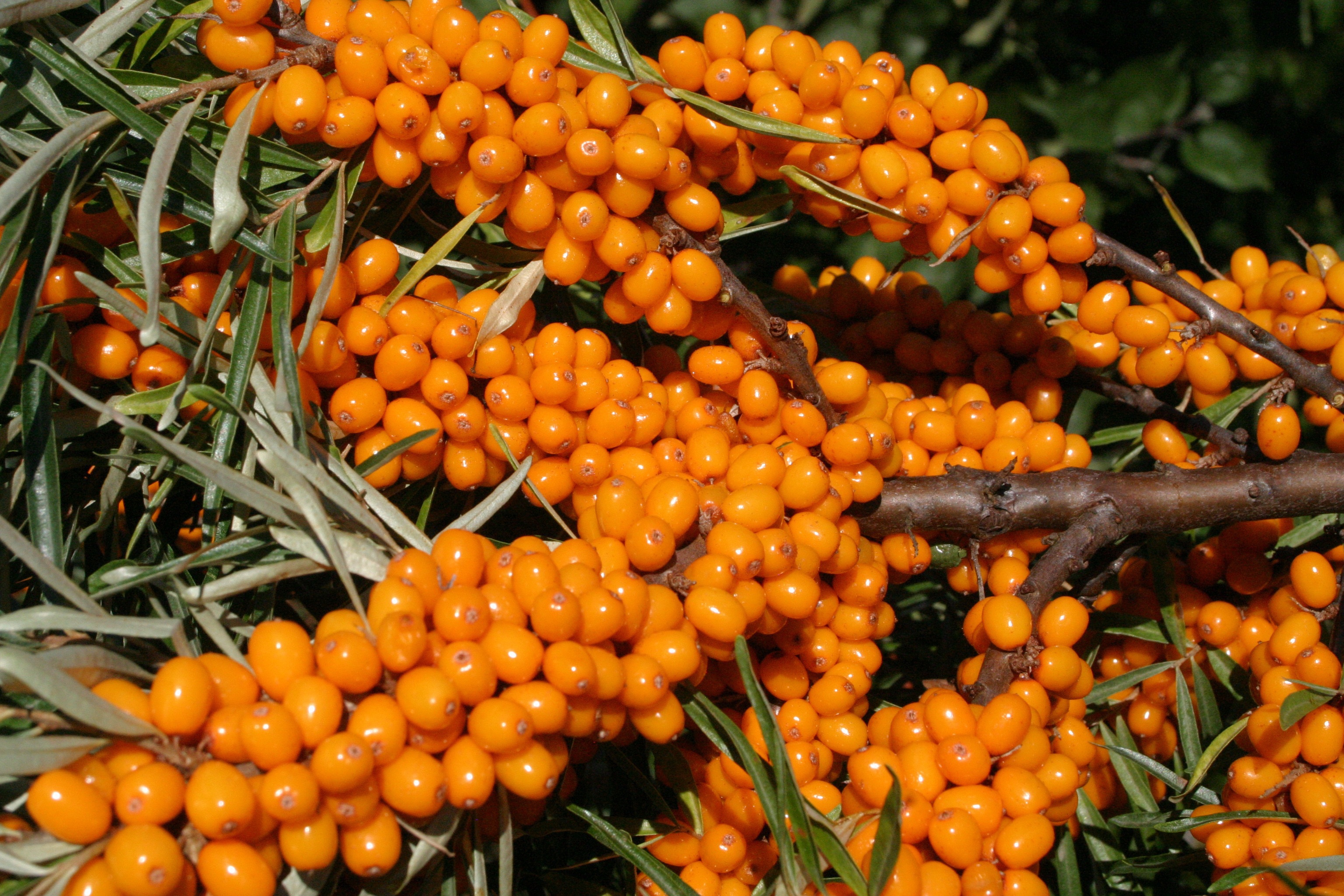 Sea Buckthorn botanical extract ingredient