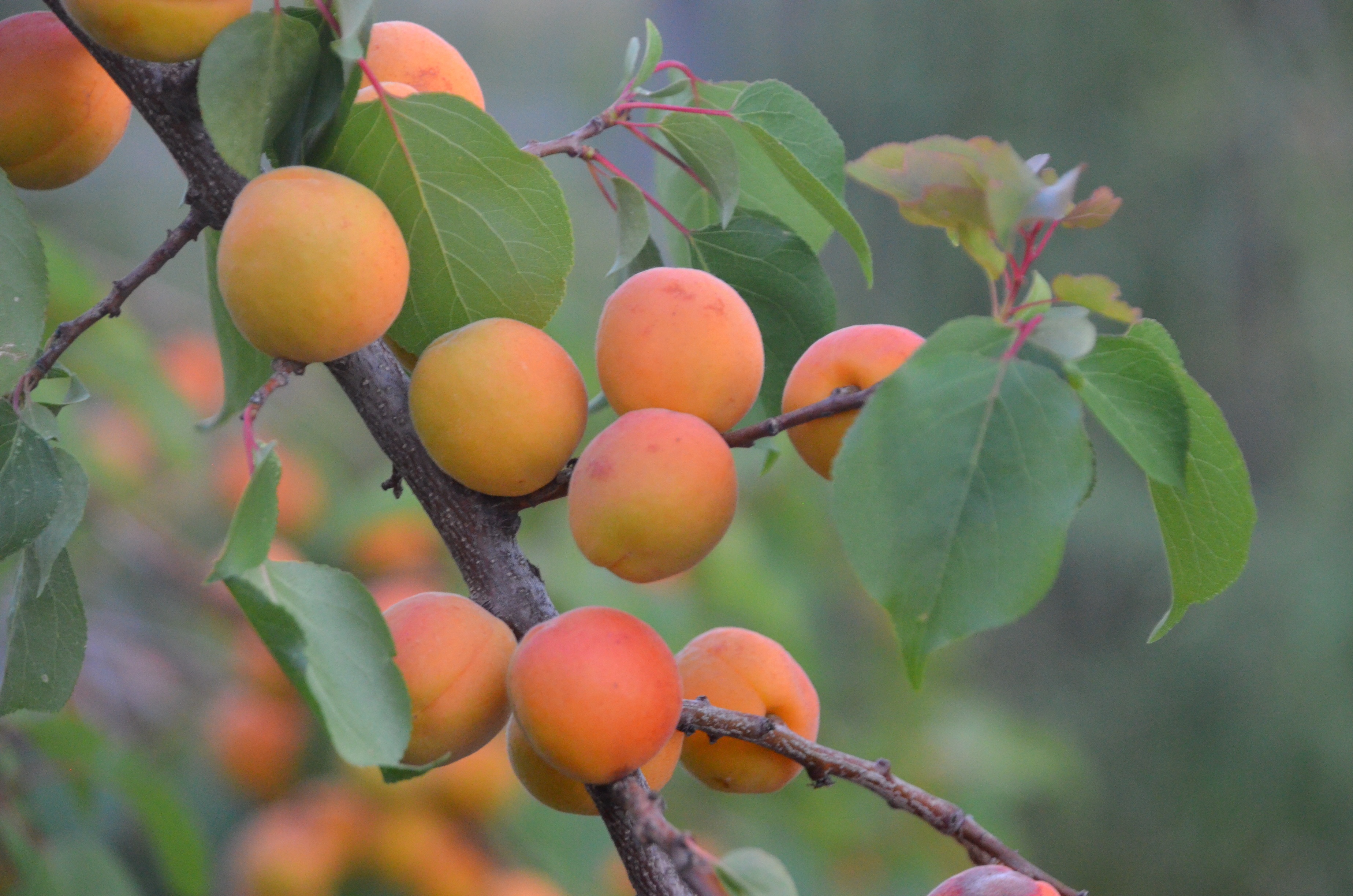 Apricot botanical extract ingredient