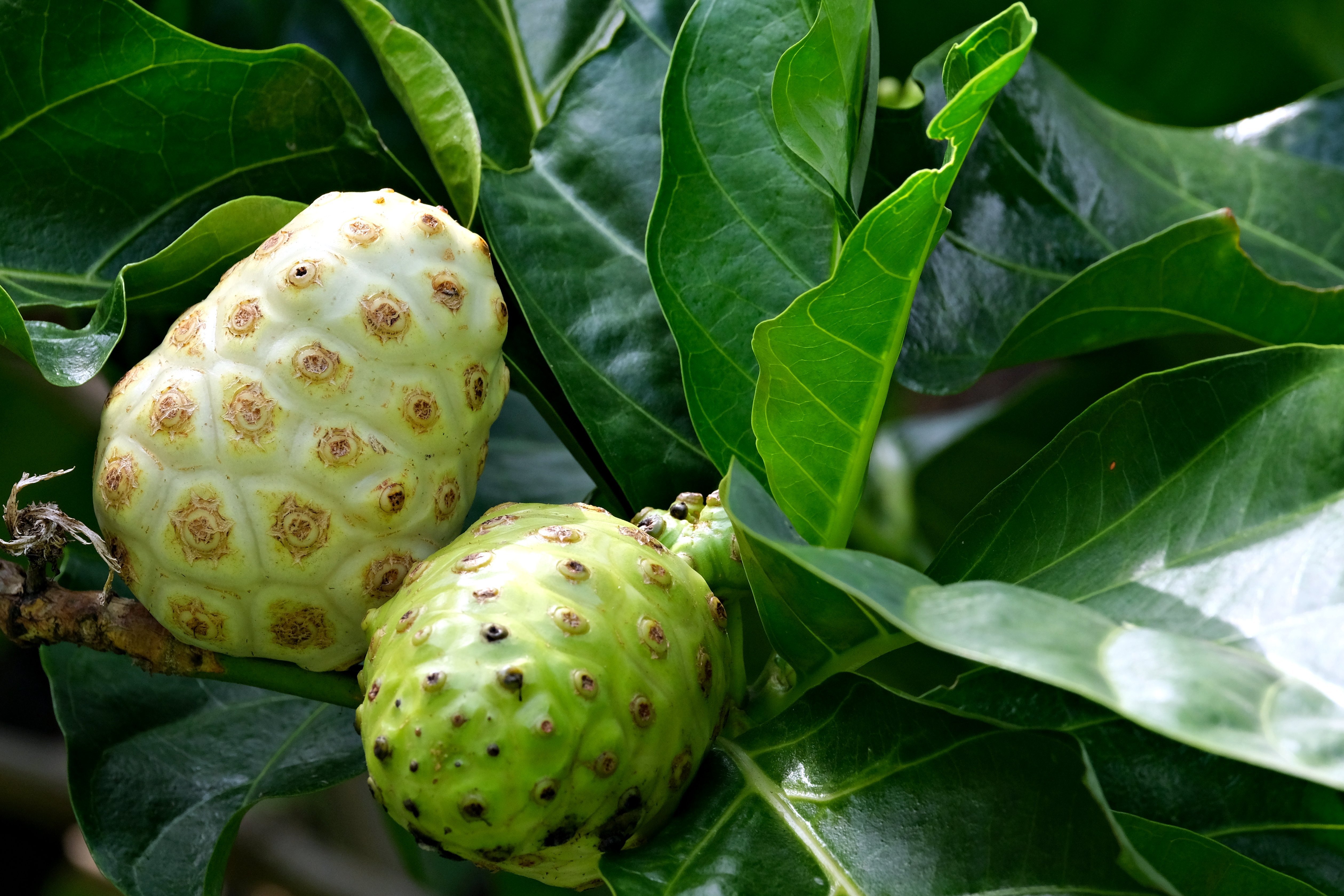 Noni Powder Extract botanical extract ingredient