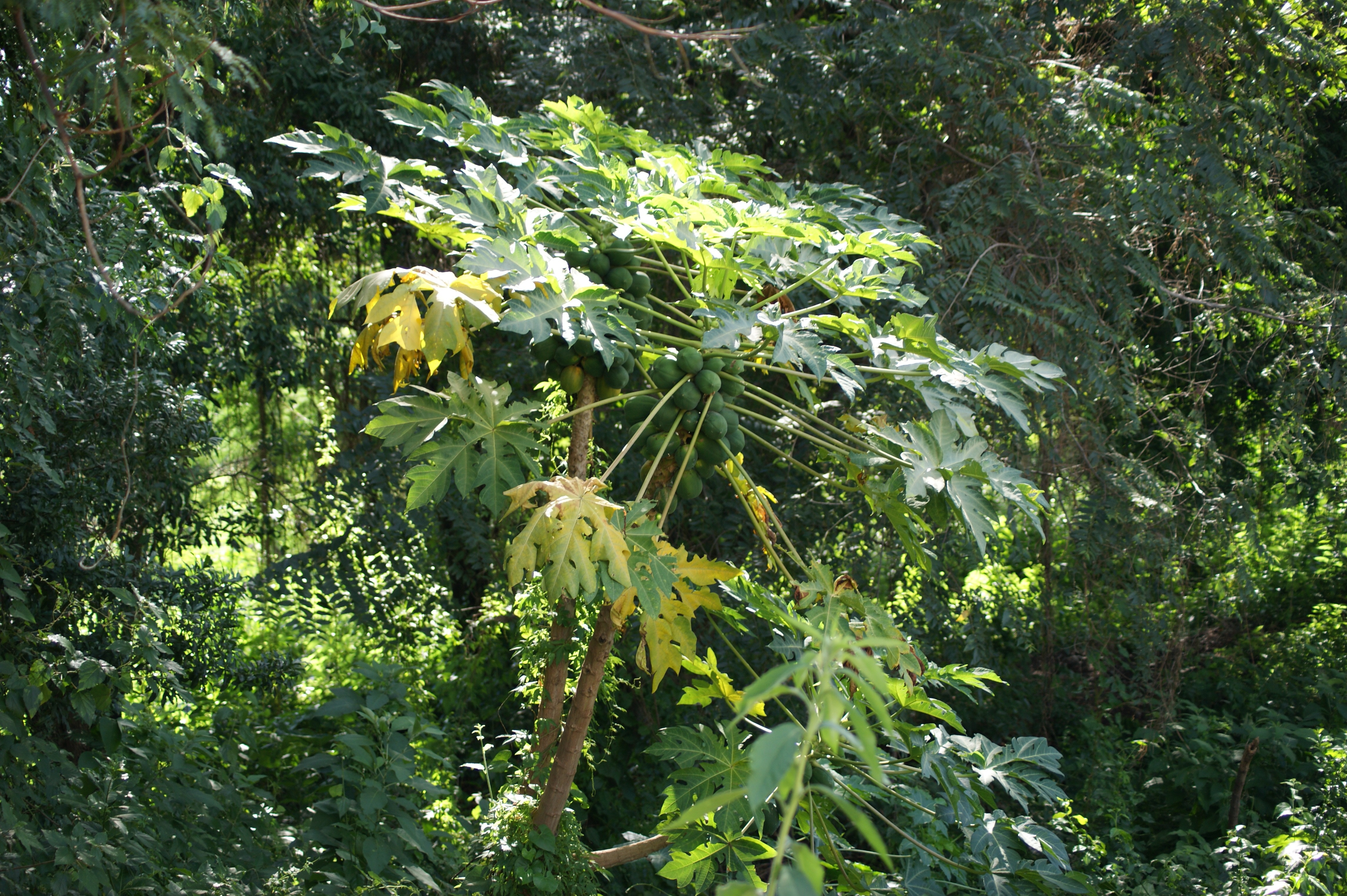 Papaya botanical extract ingredient