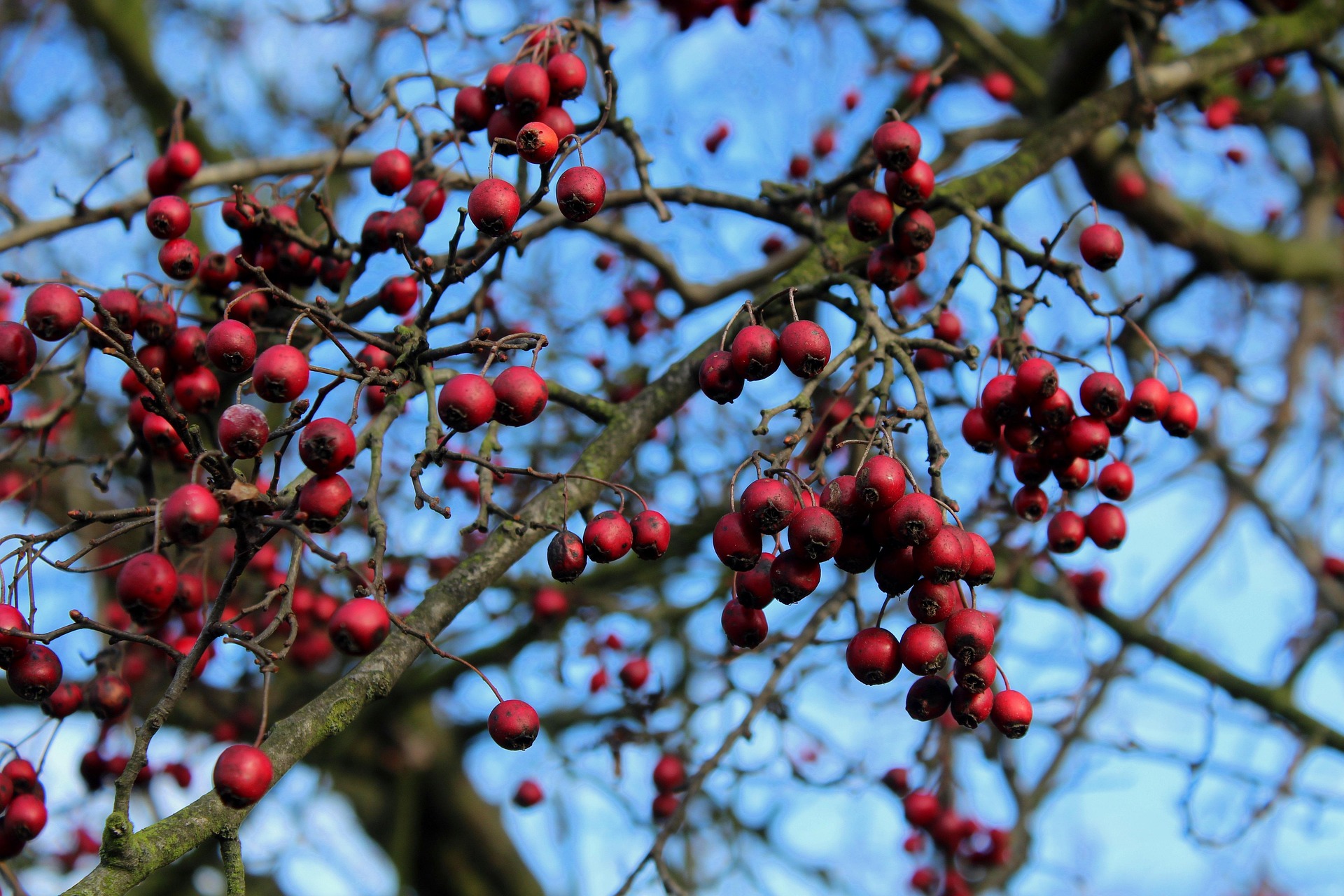 Hawthorn botanical extract ingredient
