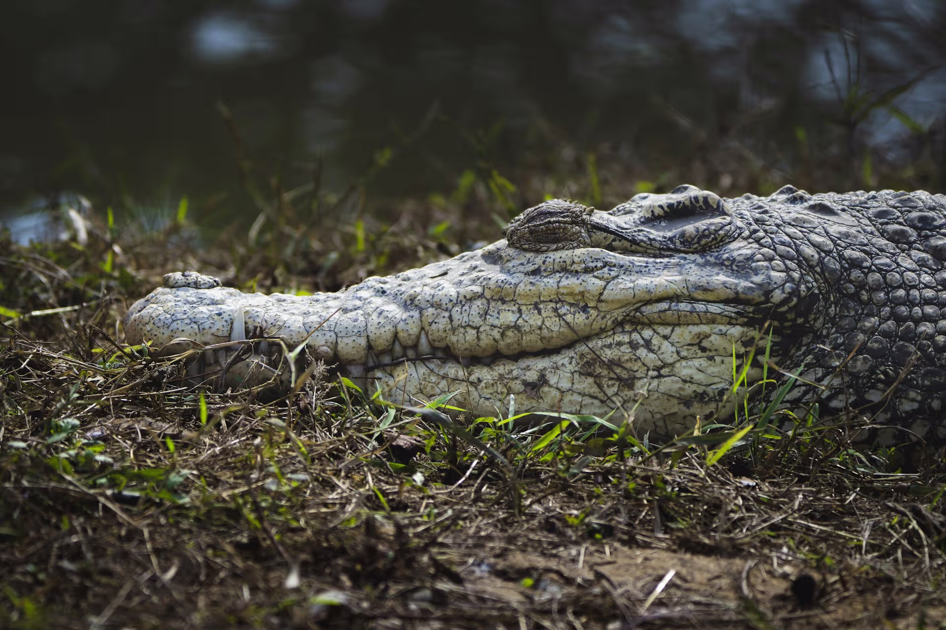 Odisha Wildlife Tour with Temples
