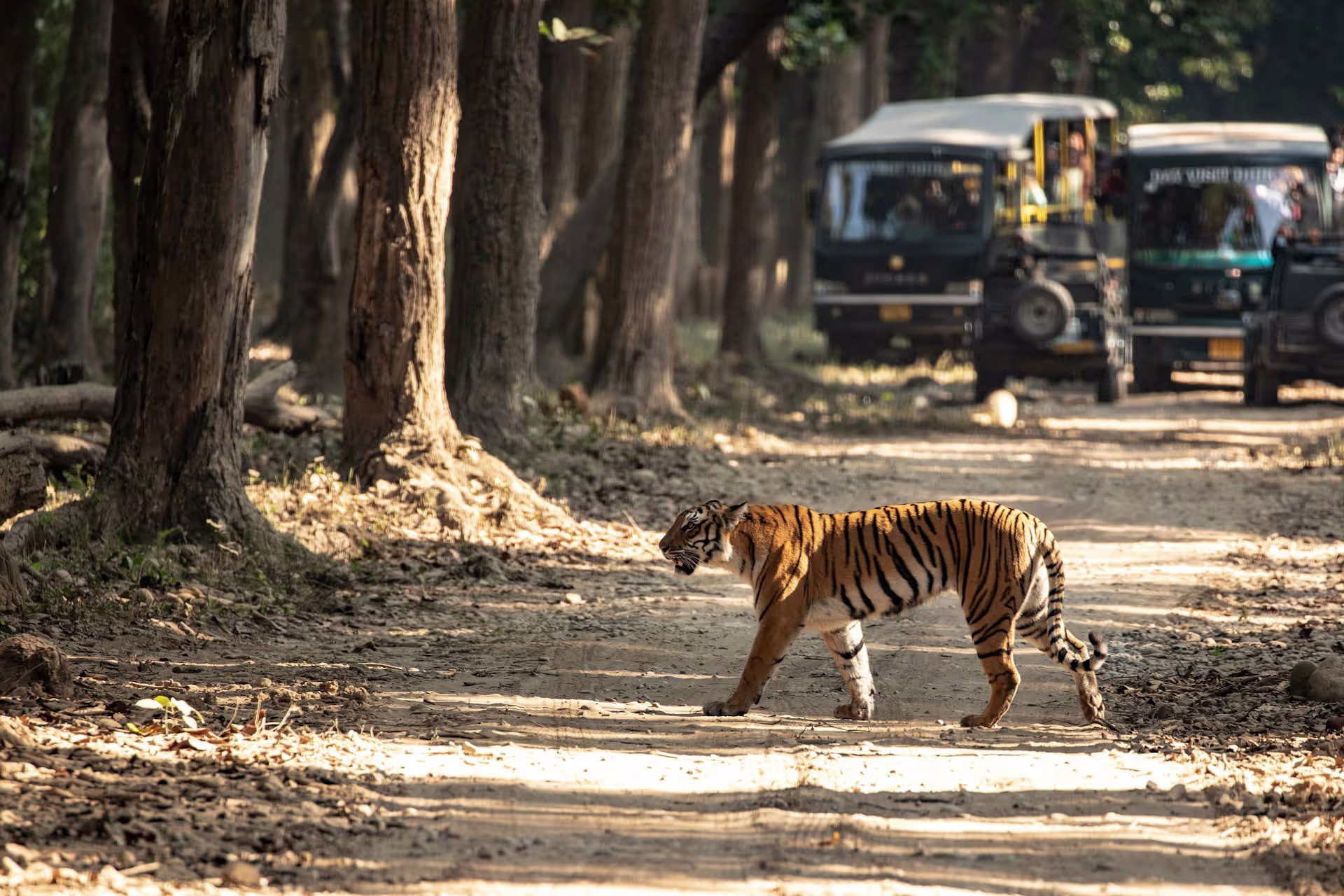 Uttarakhand Weekend – Corbett