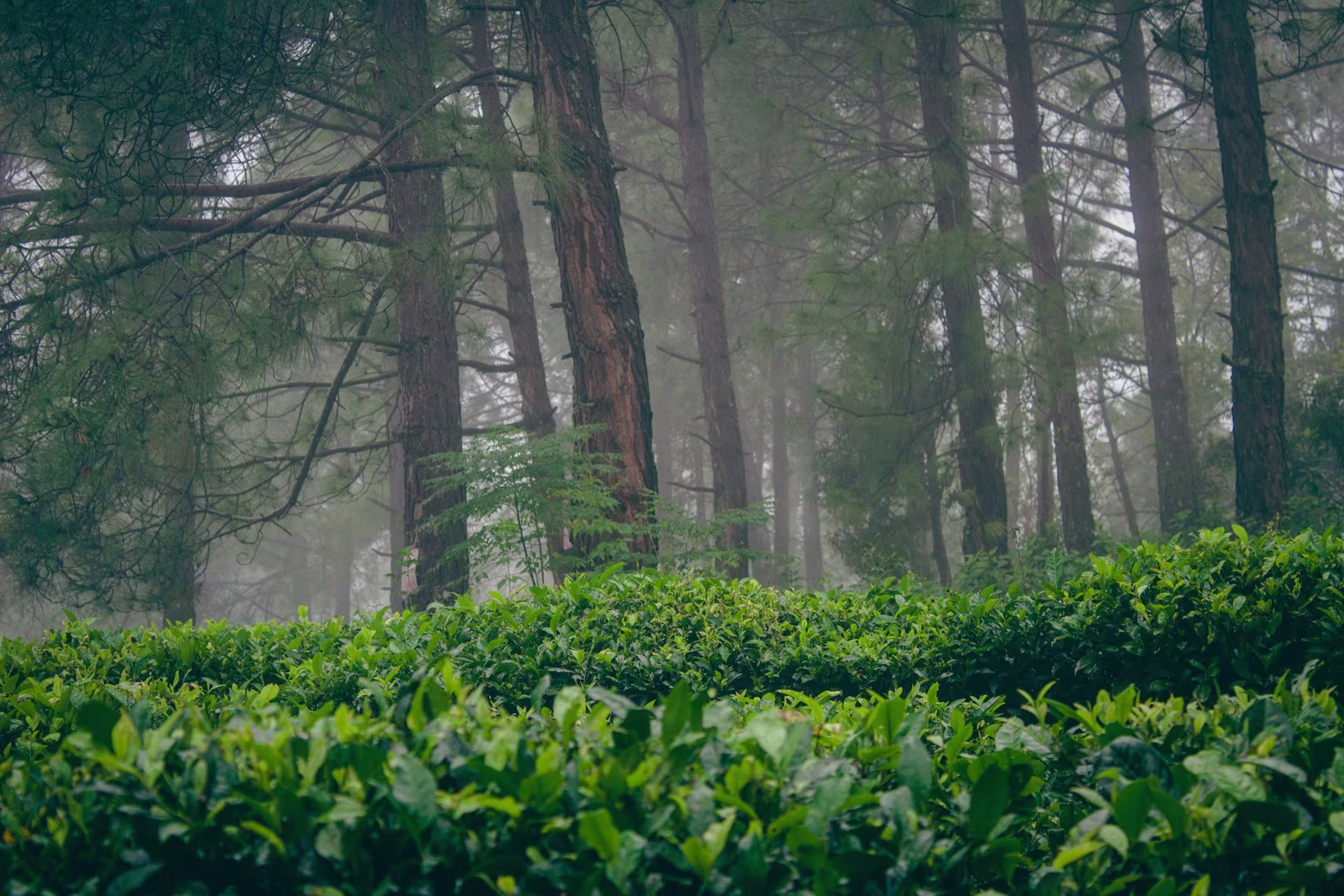 Lake & Mountains Tour in Kumaon and Garhwal