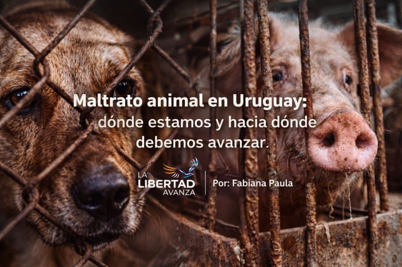 Maltrato animal en Uruguay: dónde estamos y hacia dónde debemos avanzar