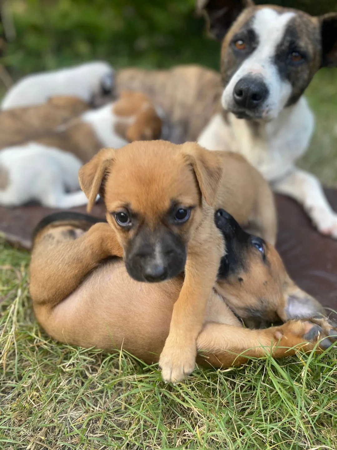 animal image