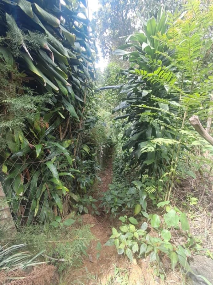 Terreno en venta en La Guaira (Urb. La Niebla), foto 2 de 4