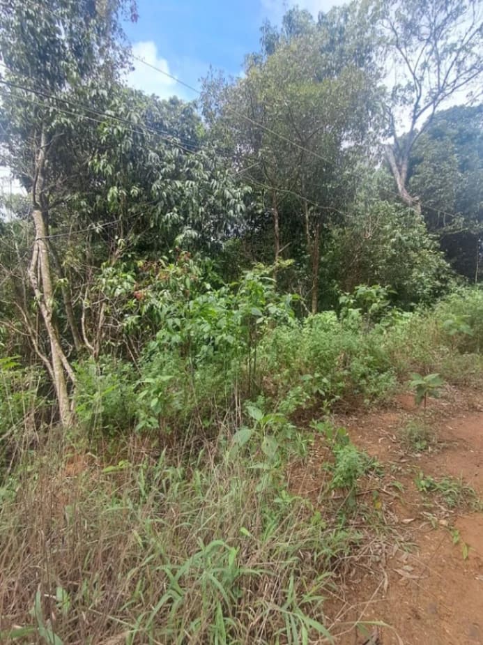 Terreno en venta en La Guaira (Urb. La Niebla), foto 4 de 4