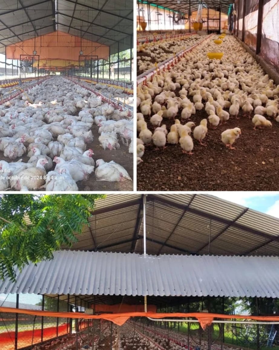 Terreno en venta en Valencia (Municipiom Carlos Arvelo), foto 4 de 11