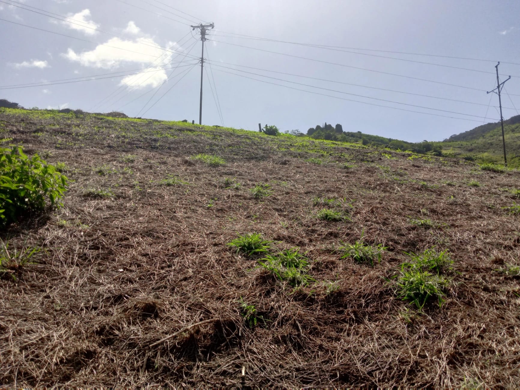 Terreno en venta en Colonia Tovar