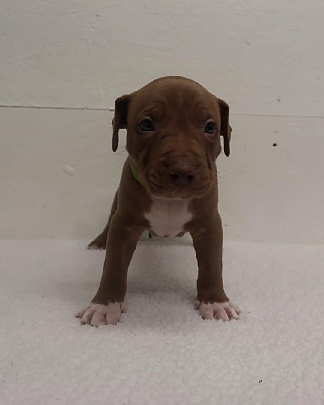 Red-nose working pit bulldog puppy, Molly x Cowboy pairing, Next Freak Kennel Georgia