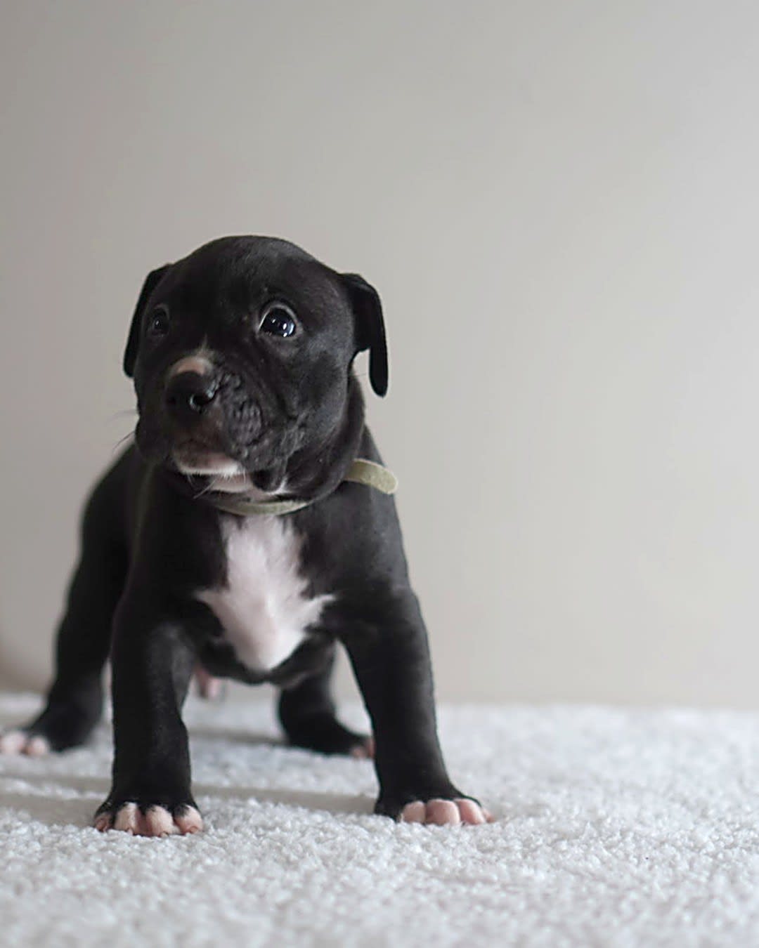 Black and white working pit bulldog male puppy, Molly x Cowboy litter, Next Freak Kennel